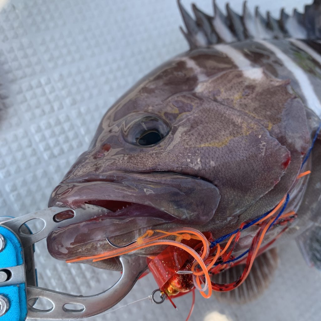 マハタにトラフグ 高級魚連発するも本命は 食釣 Tabetsuri 東京湾の船釣り