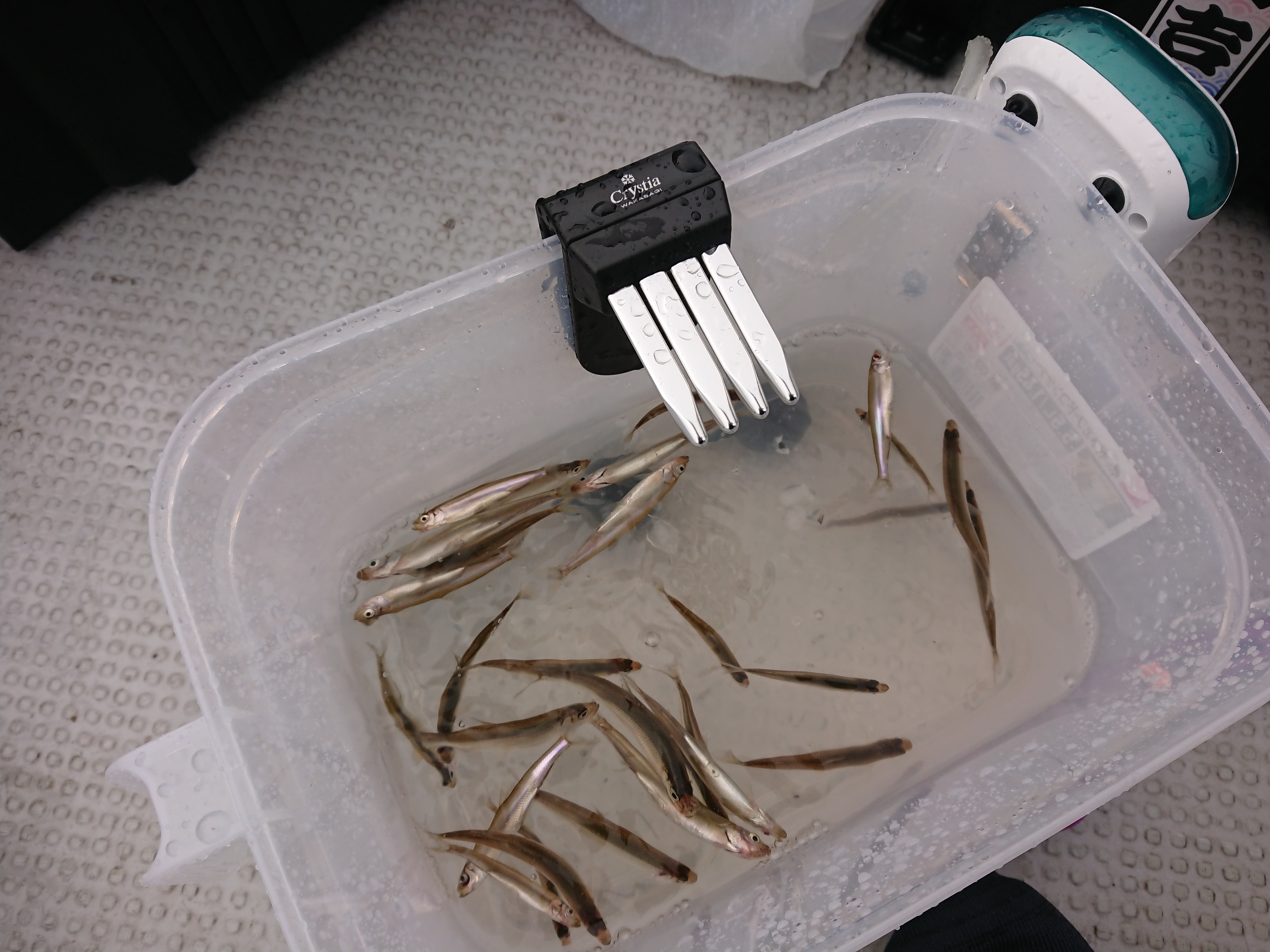 250913　芦ノ湖ワカサギ　釣行　一時間の釣果