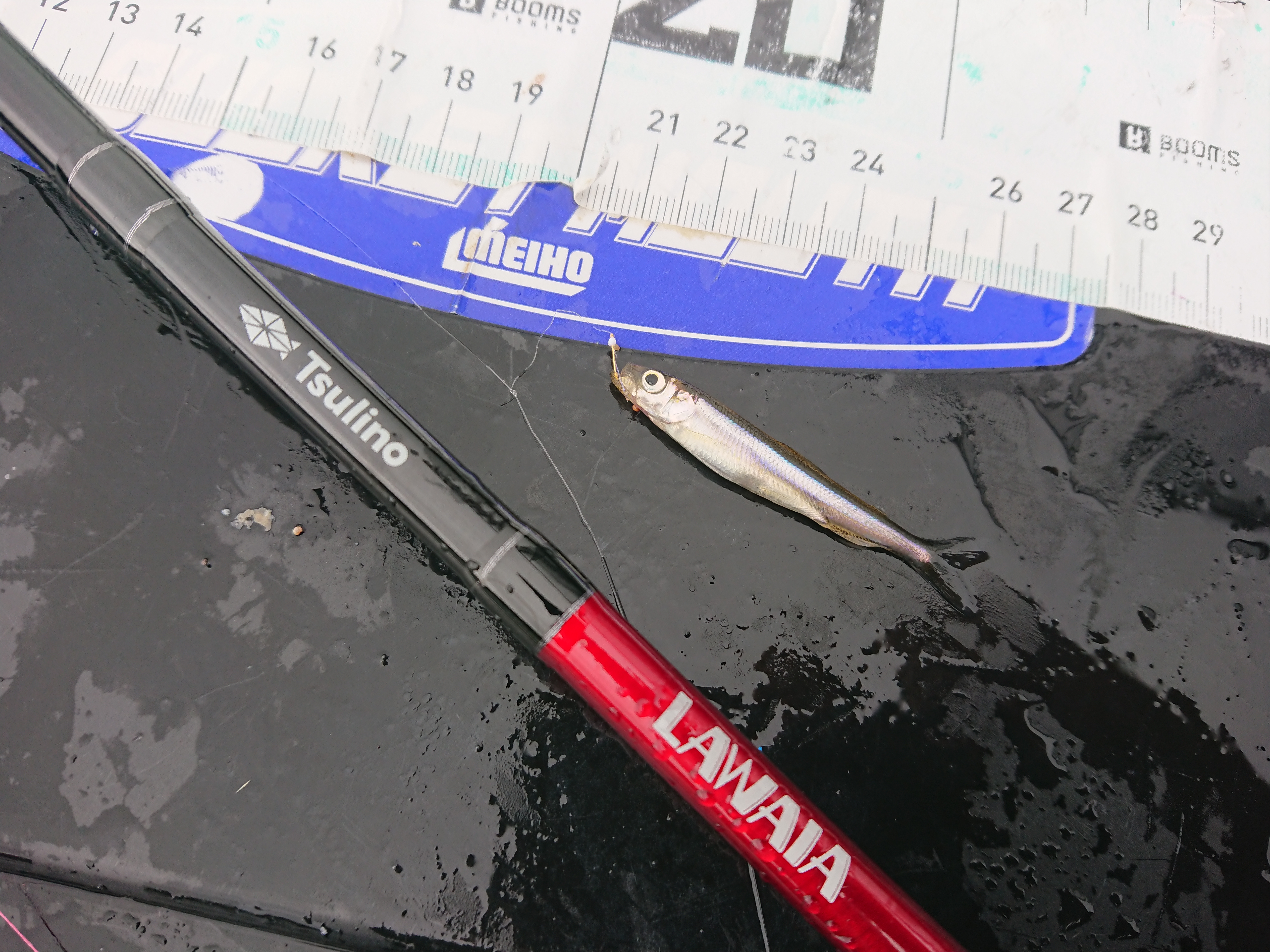 250913　芦ノ湖ワカサギ　釣行　反応無い中で拾った一匹