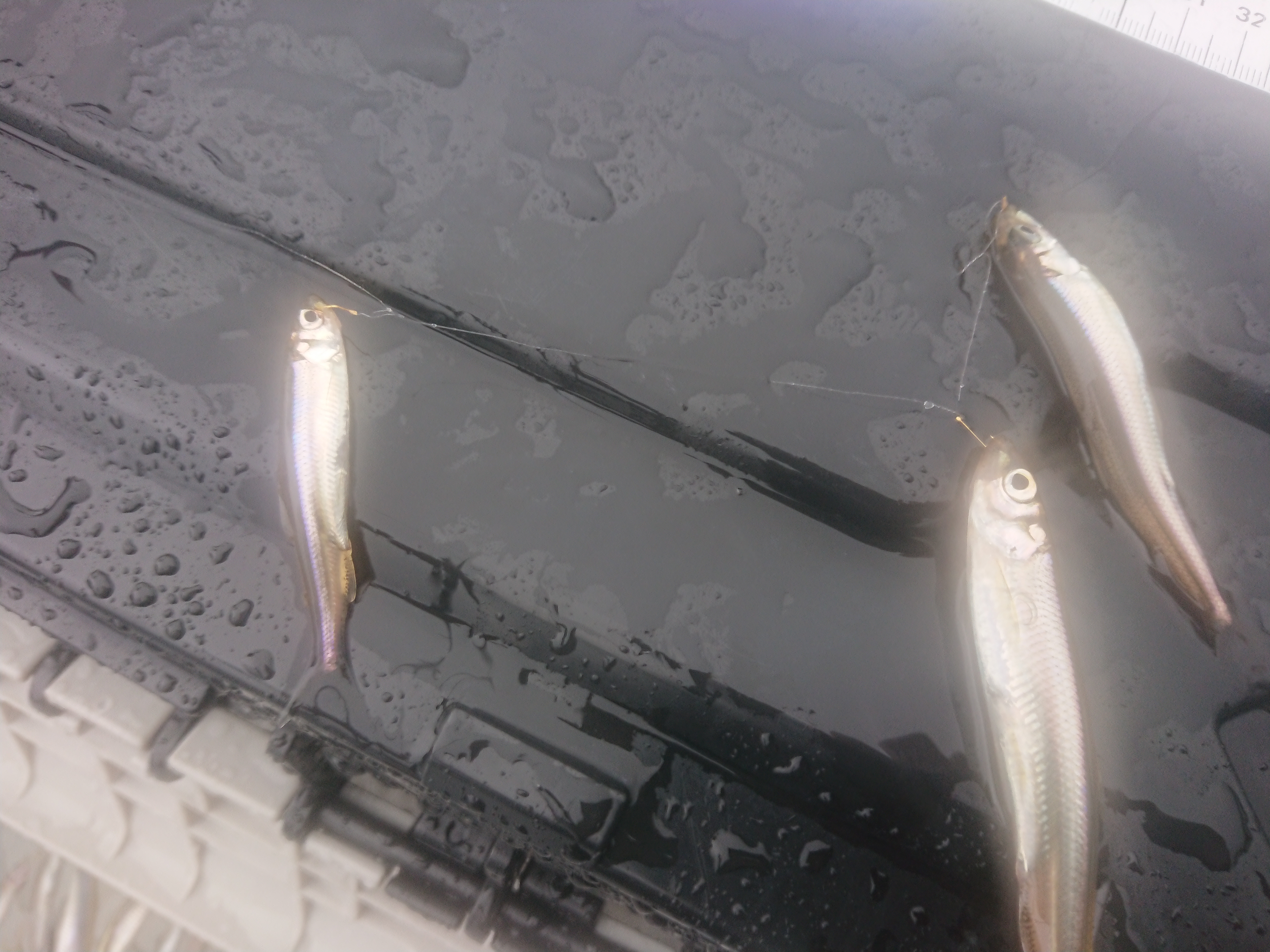 250913　芦ノ湖ワカサギ　釣行　まだ釣れる