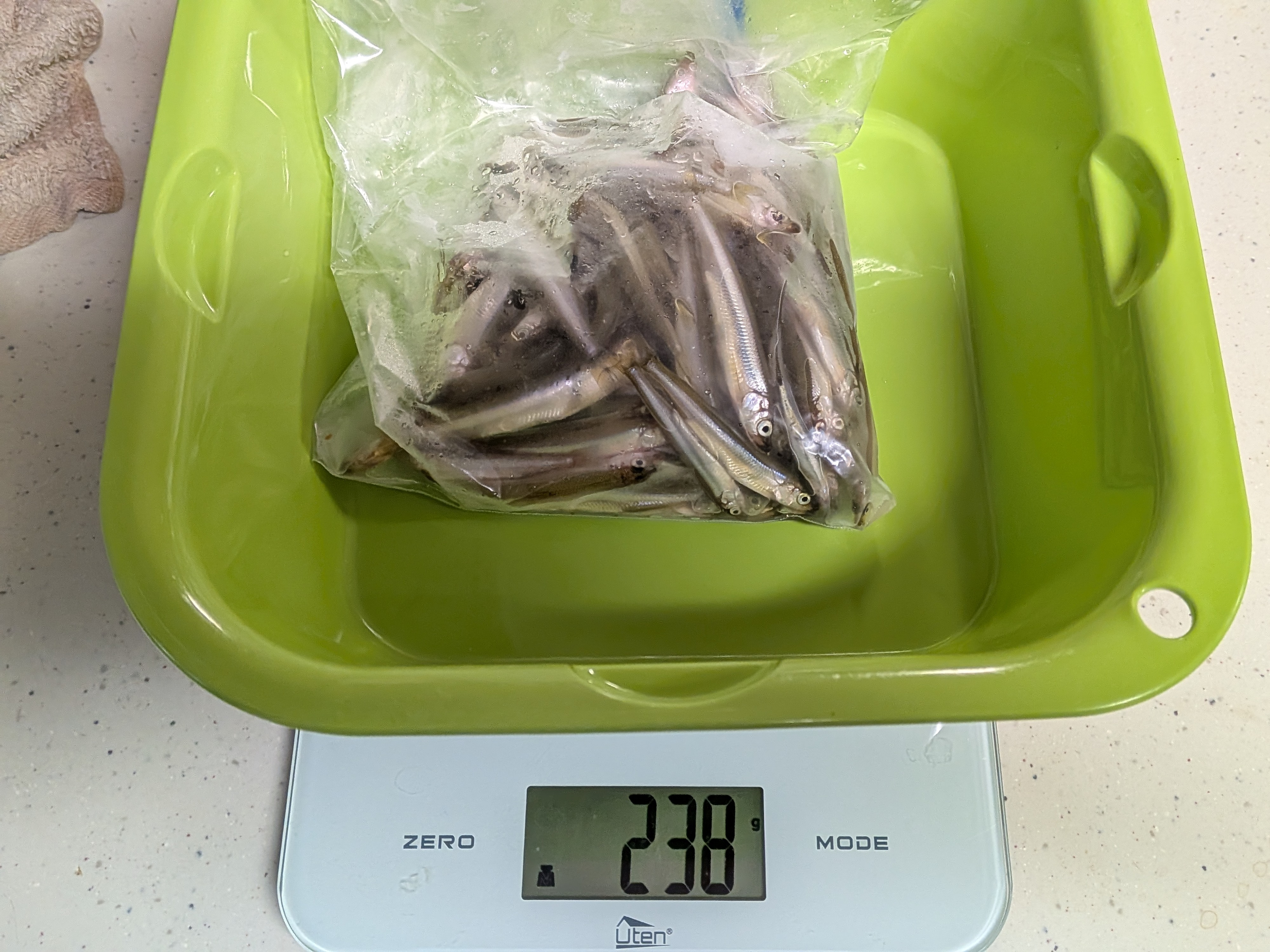 250913　芦ノ湖ワカサギ　釣行　帰宅後の計量