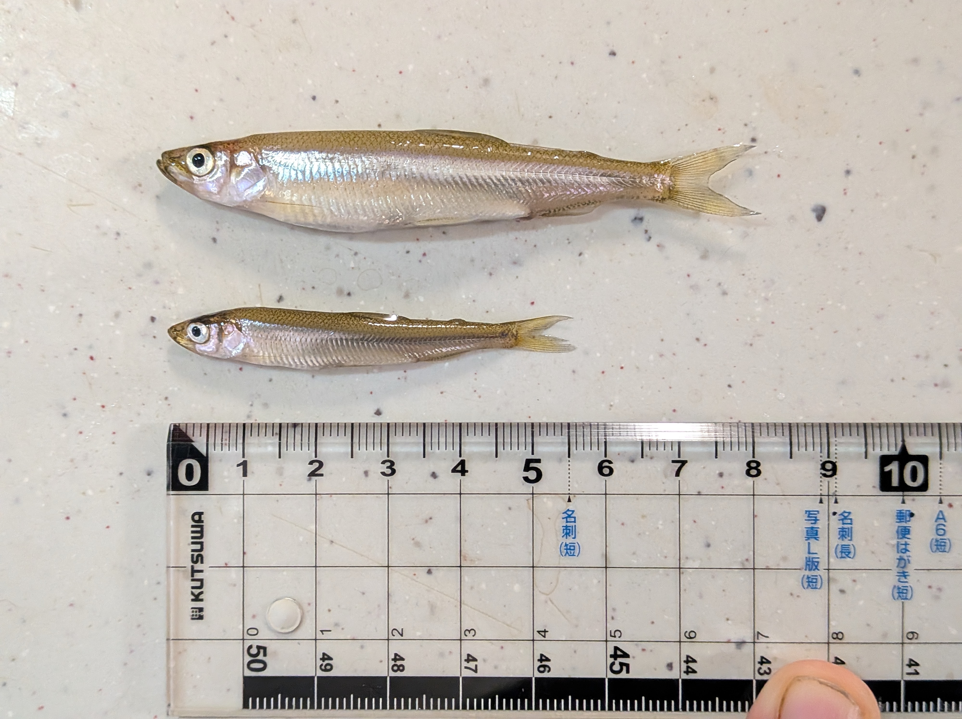 250913　芦ノ湖ワカサギ　釣行　大きい個体と小さい個体の比較