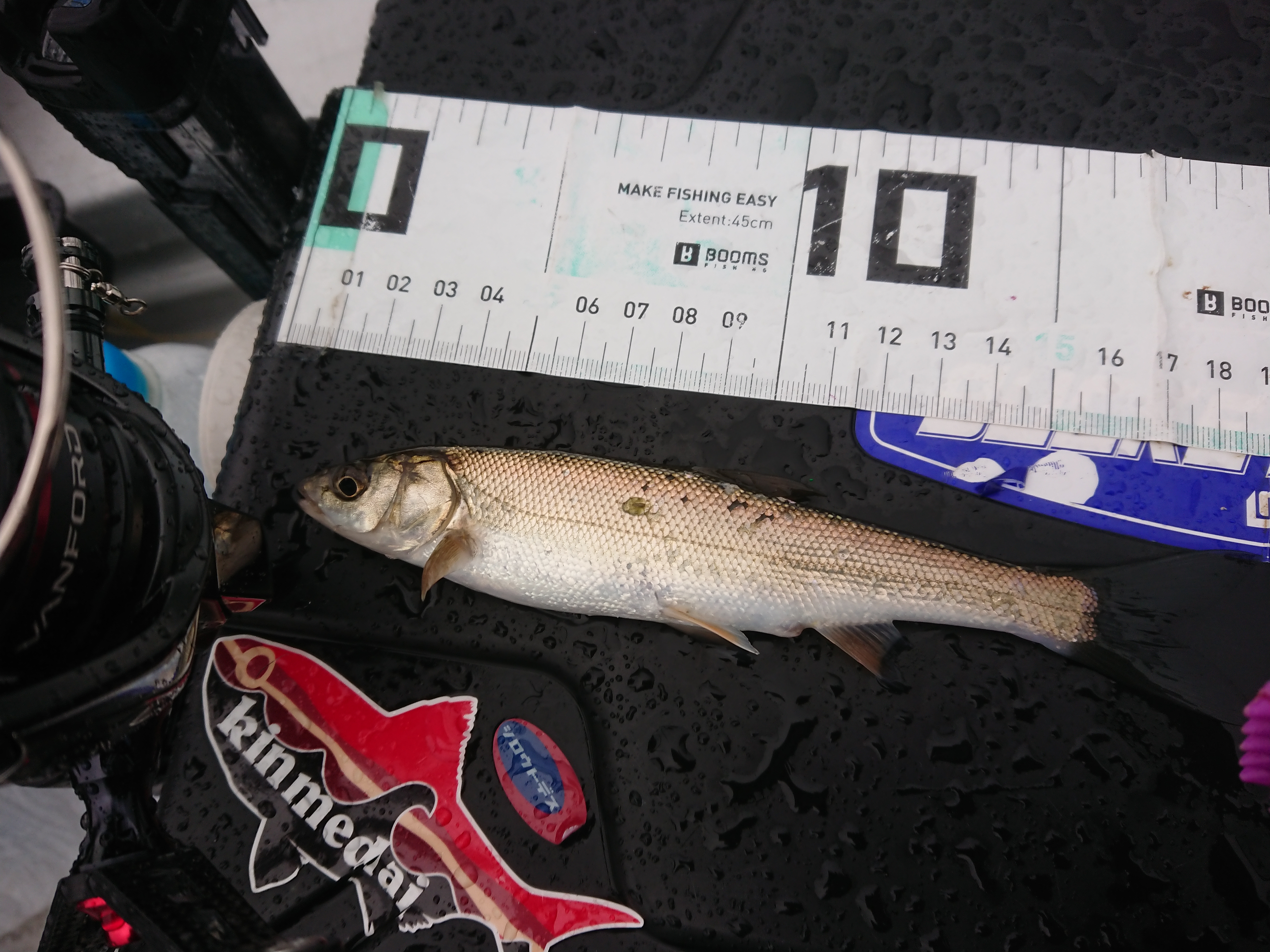 250913　芦ノ湖ワカサギ　釣行　ウグイ