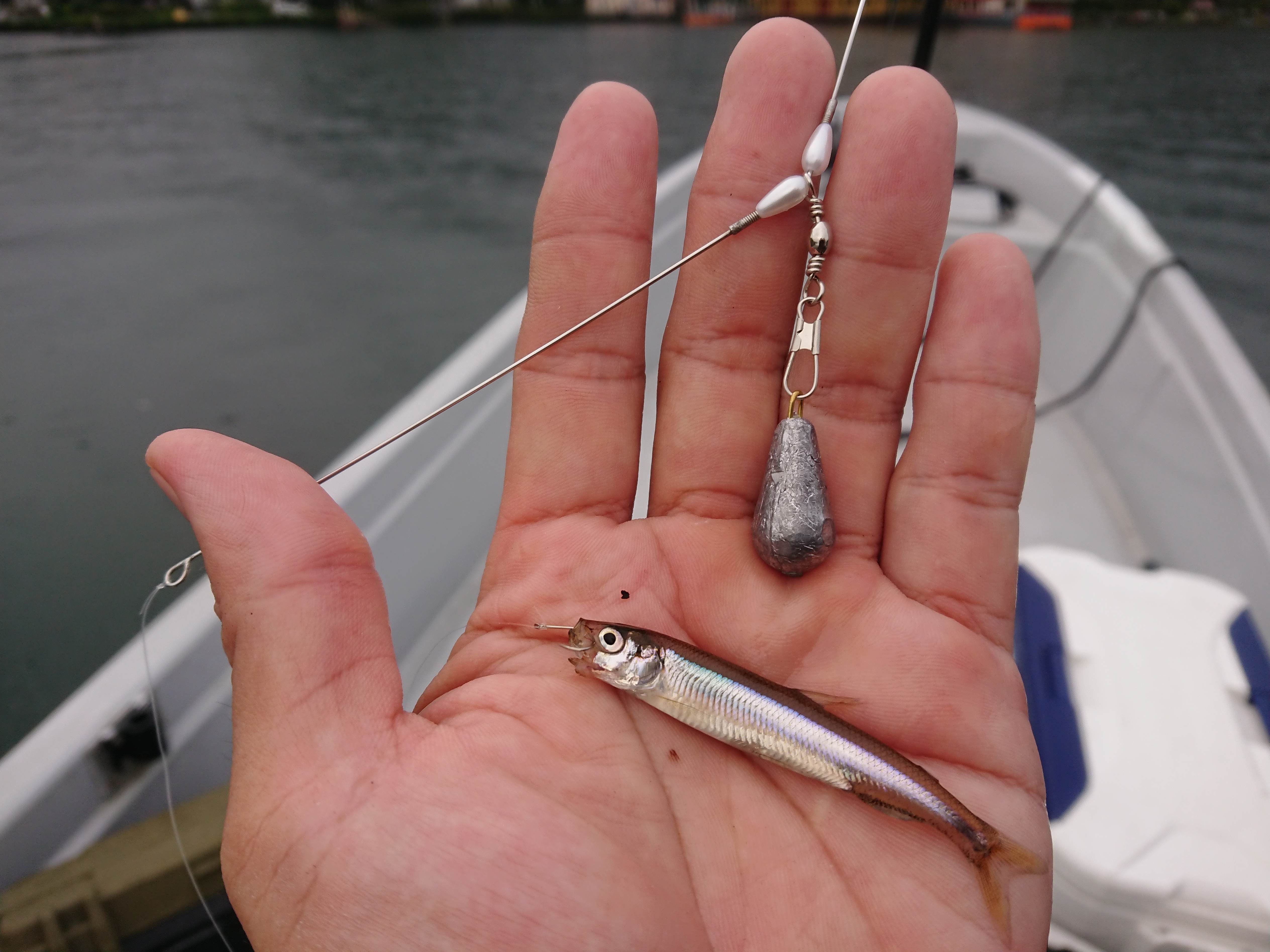 250913　芦ノ湖ワカサギ　釣行　ムーチング開始