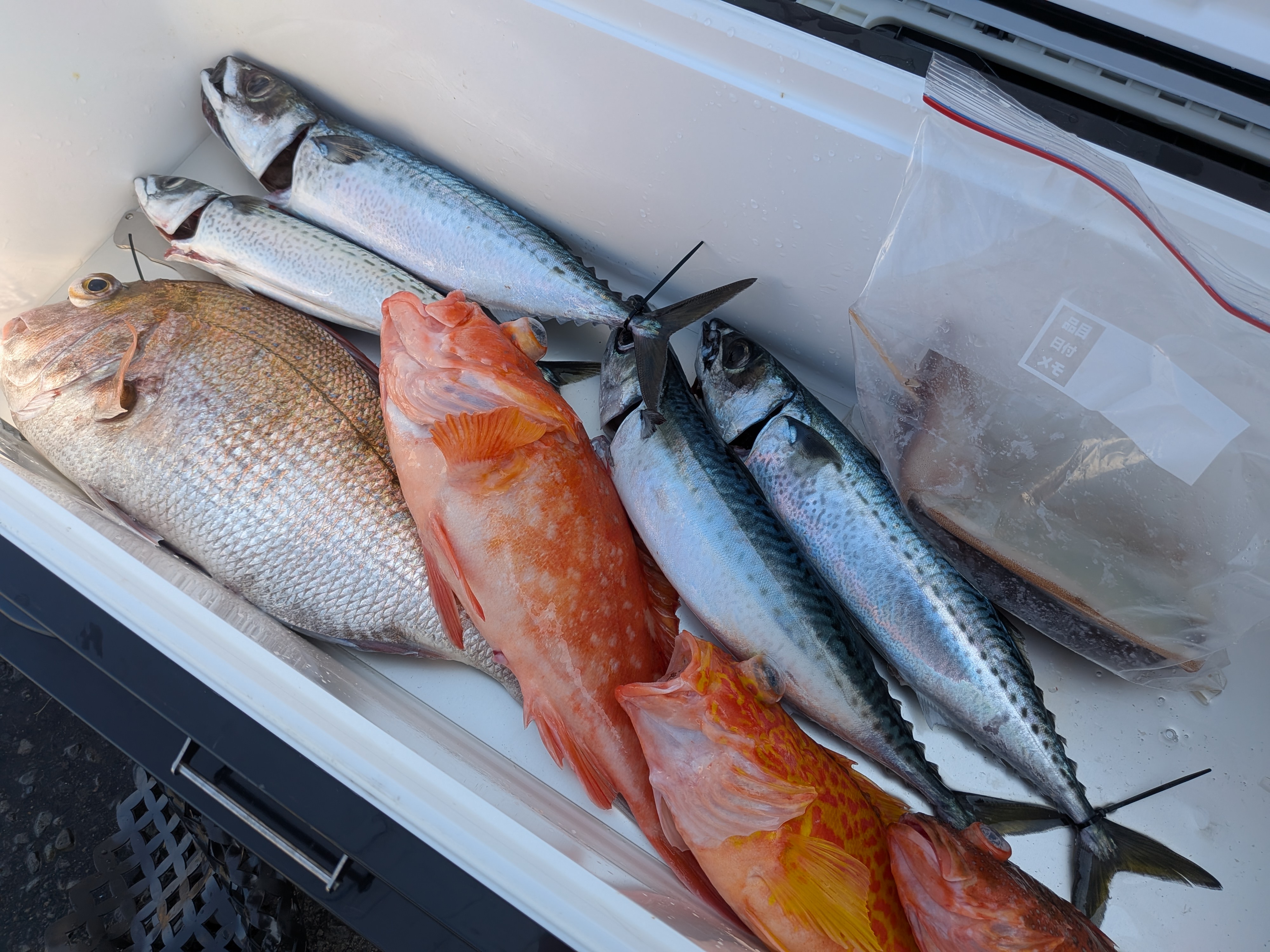 25年8月31日 御前崎沖ジギング釣行 釣果 頂き物含めた結果