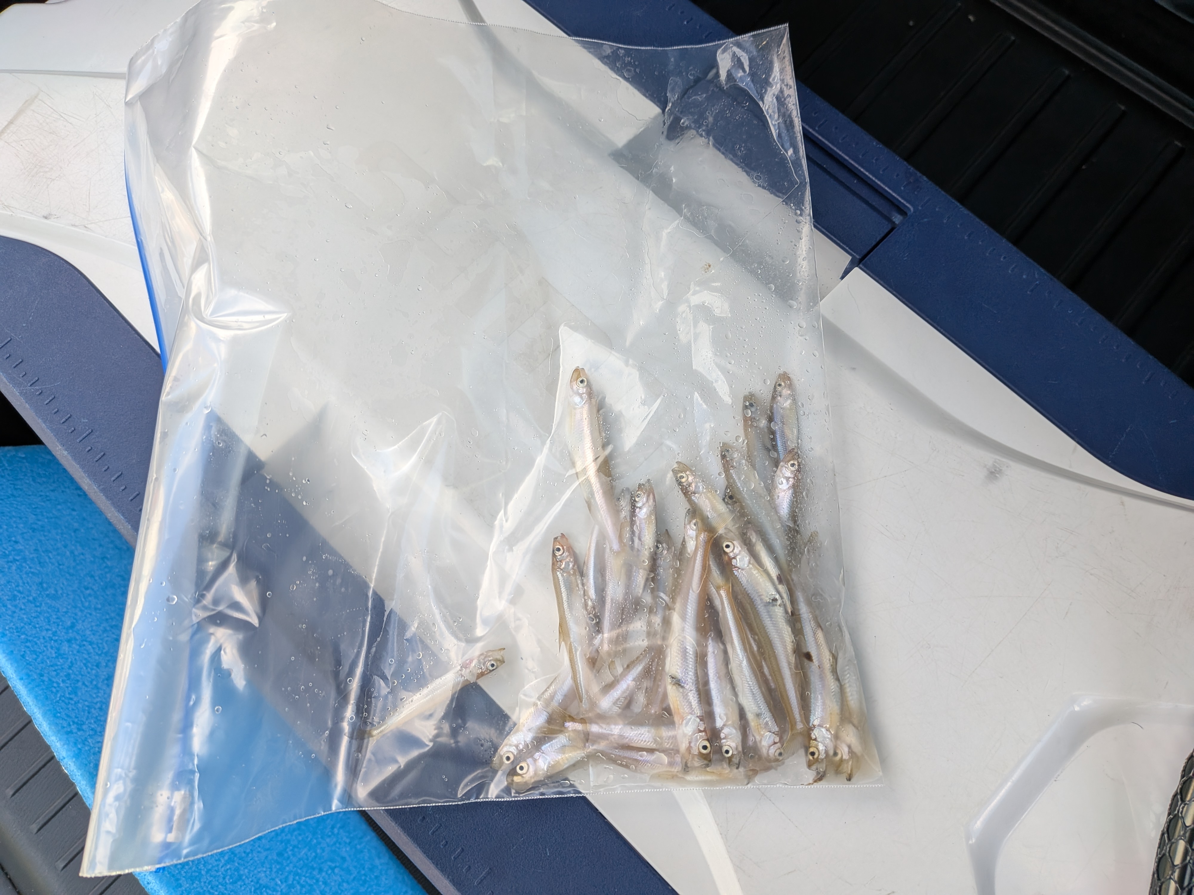 250921　芦ノ湖ワカサギ2　僕の釣果