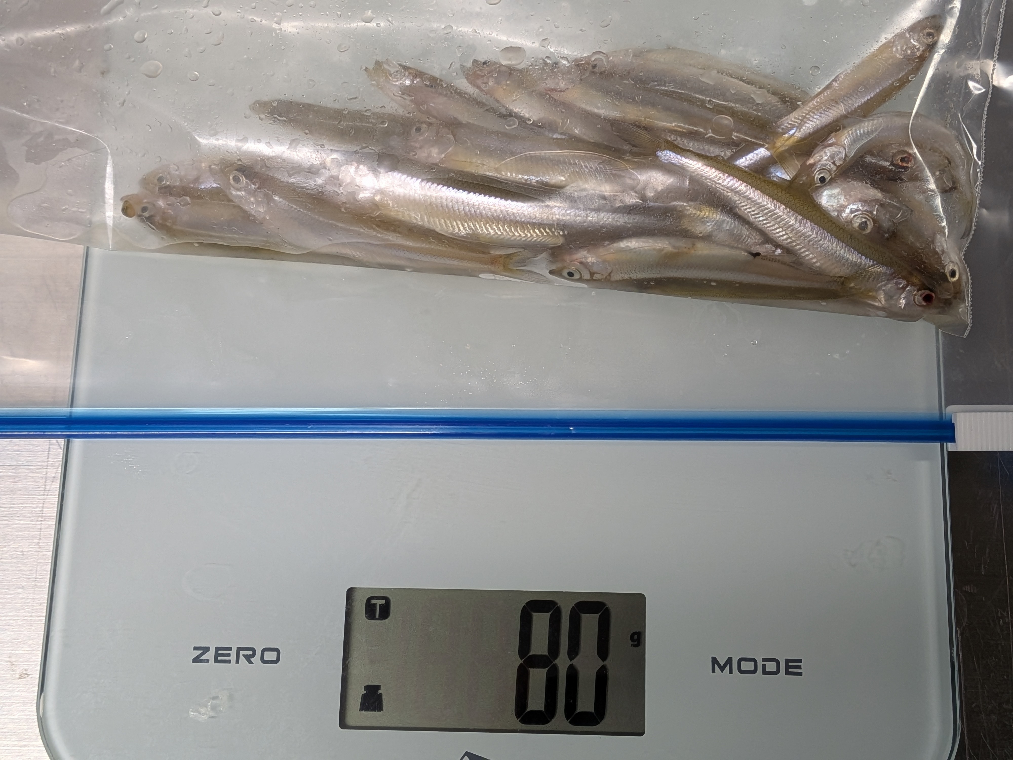 250921　芦ノ湖ワカサギ2　釣果測定