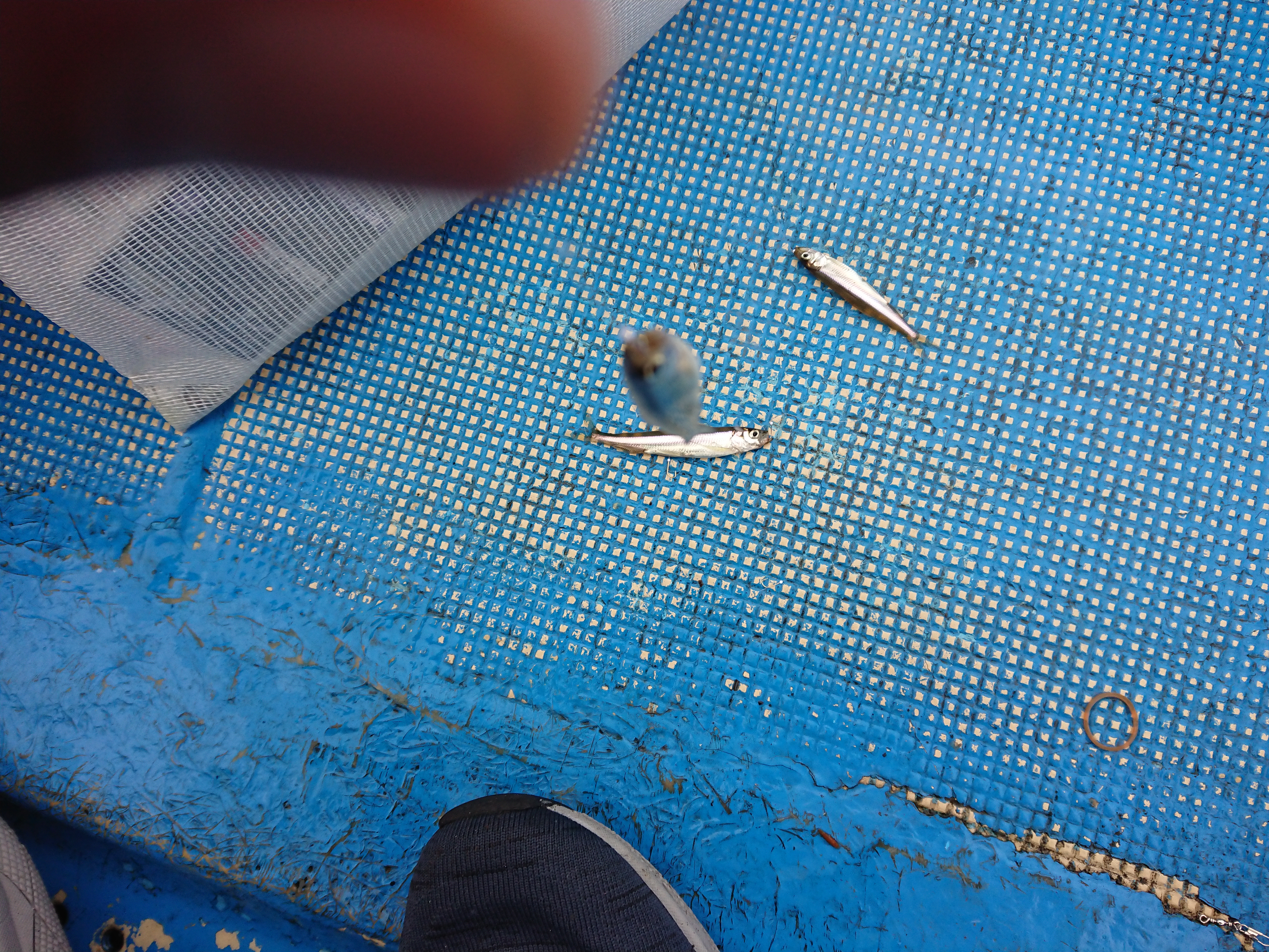 250921　芦ノ湖ワカサギ2　3匹追加