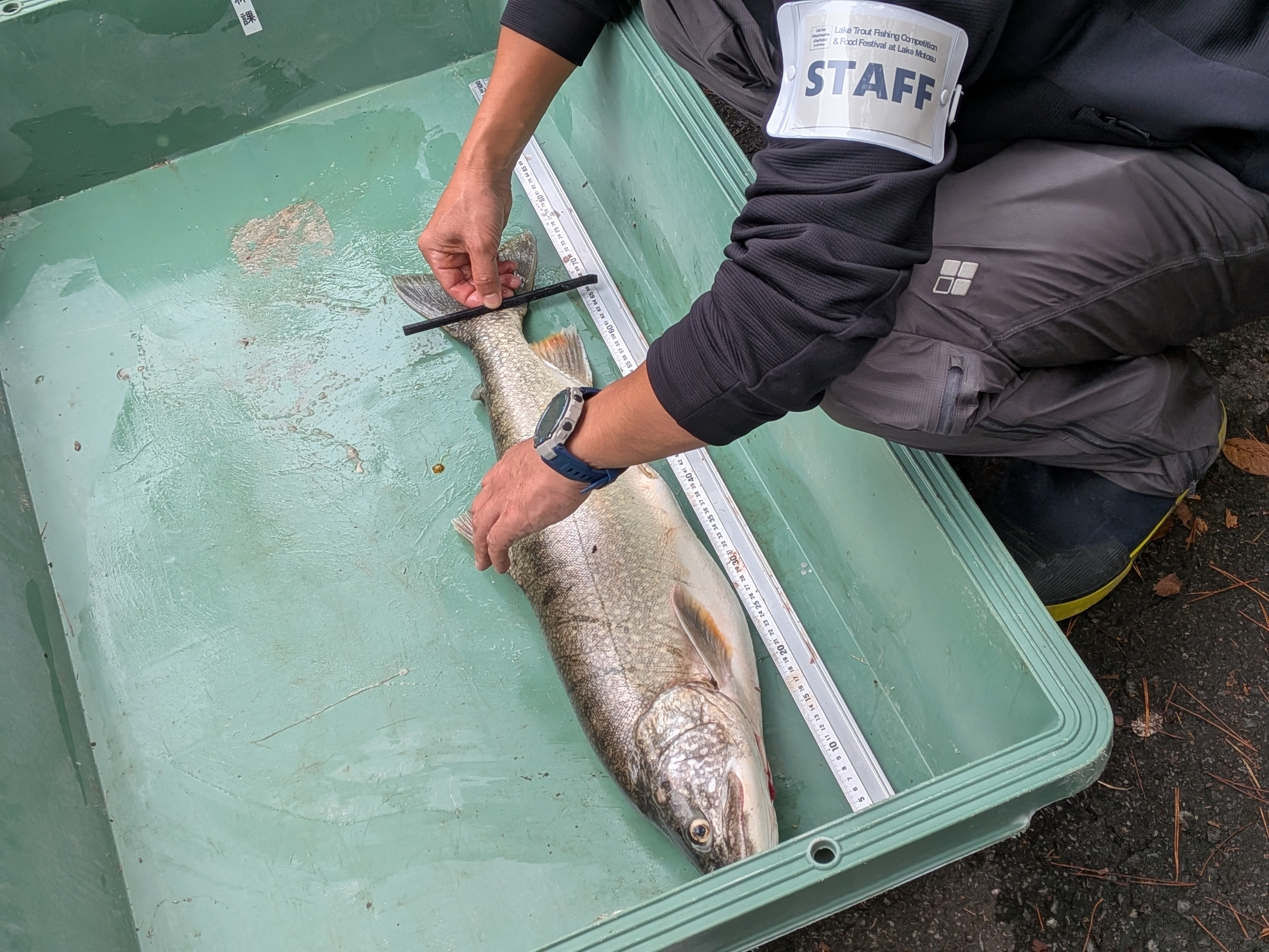 251005 本栖湖レイクトラウト大会 水産技術センターによる検量