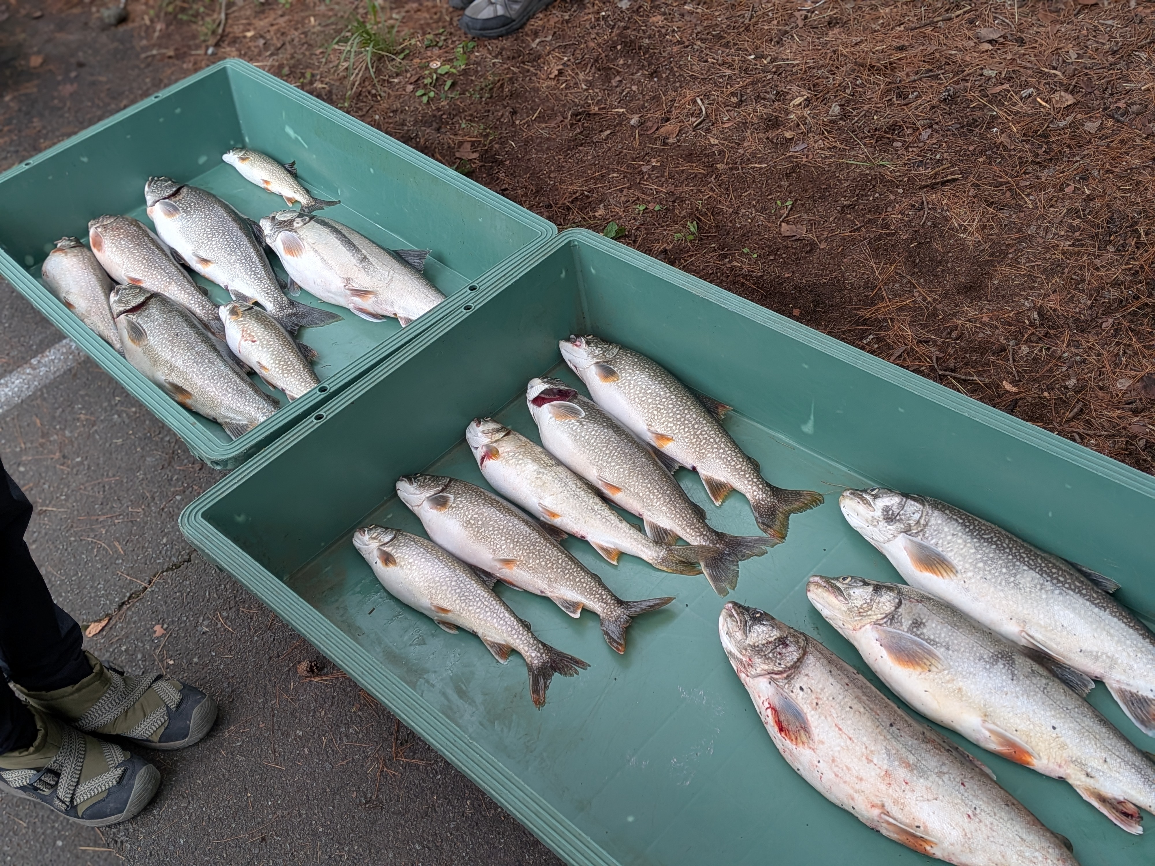 251005 本栖湖レイクトラウト大会 検量所に持ち込まれたレイクトラウト