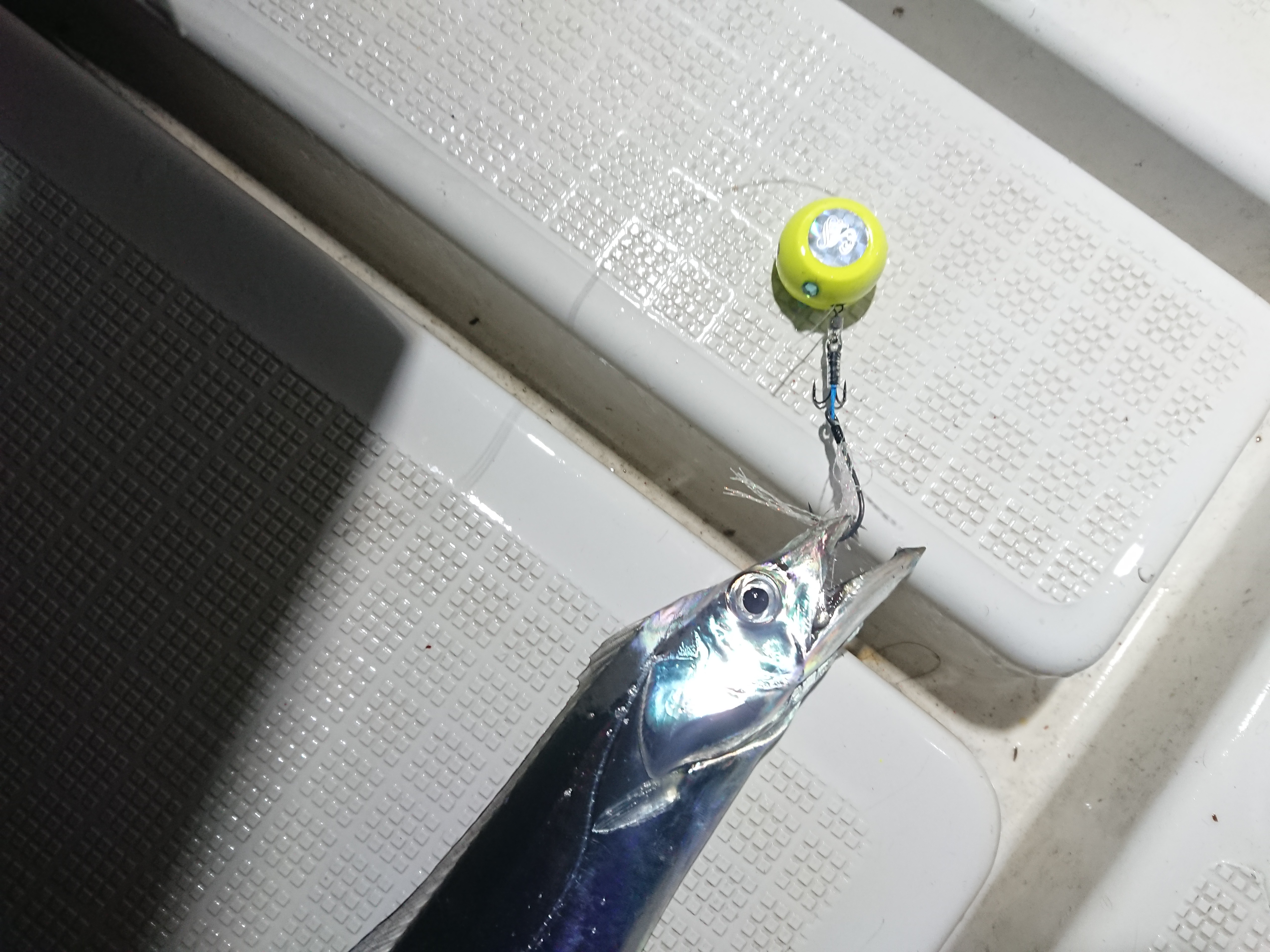 サーベルカブラ釣果