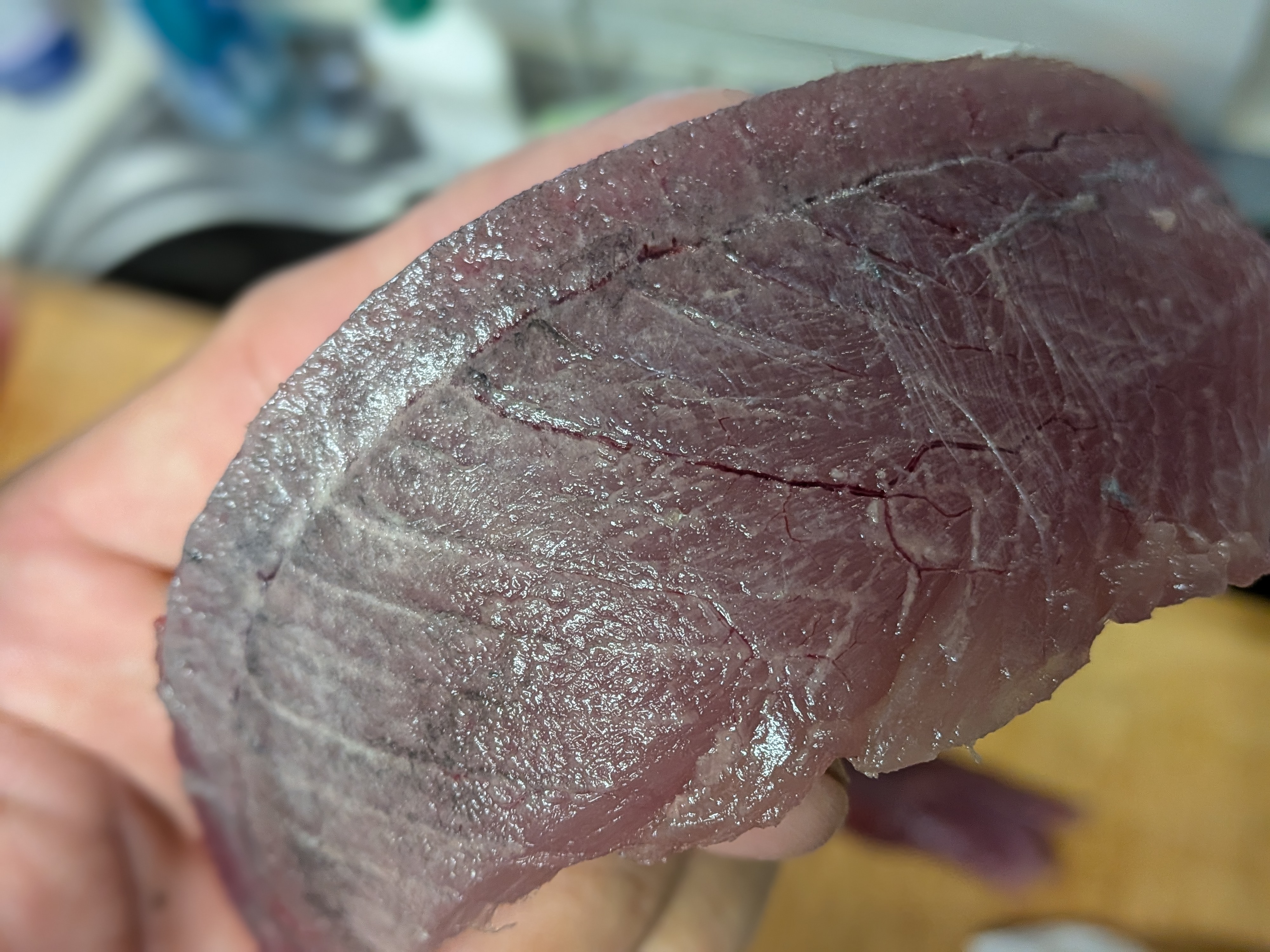 2025年10月18日　焼津タチウオ⇒シロアマダイ⇒カツオリレー　カツオは脂べったり