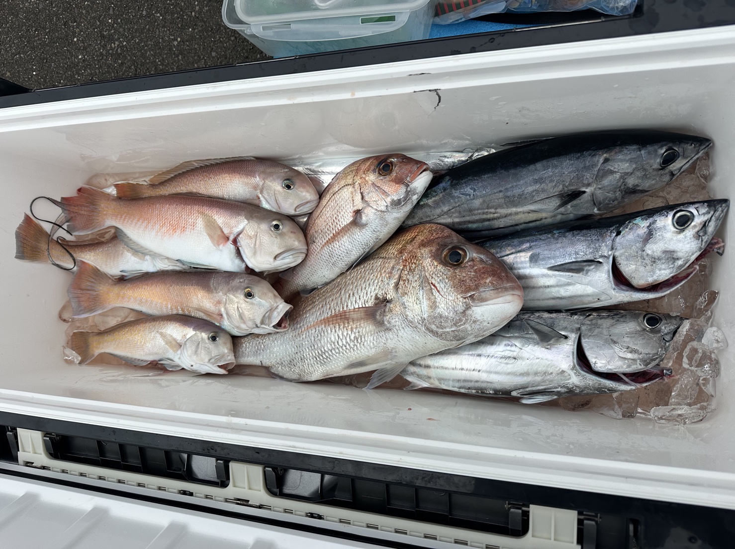 2025年10月18日 焼津タチウオ⇒シロアマダイ⇒カツオリレー 個人釣果