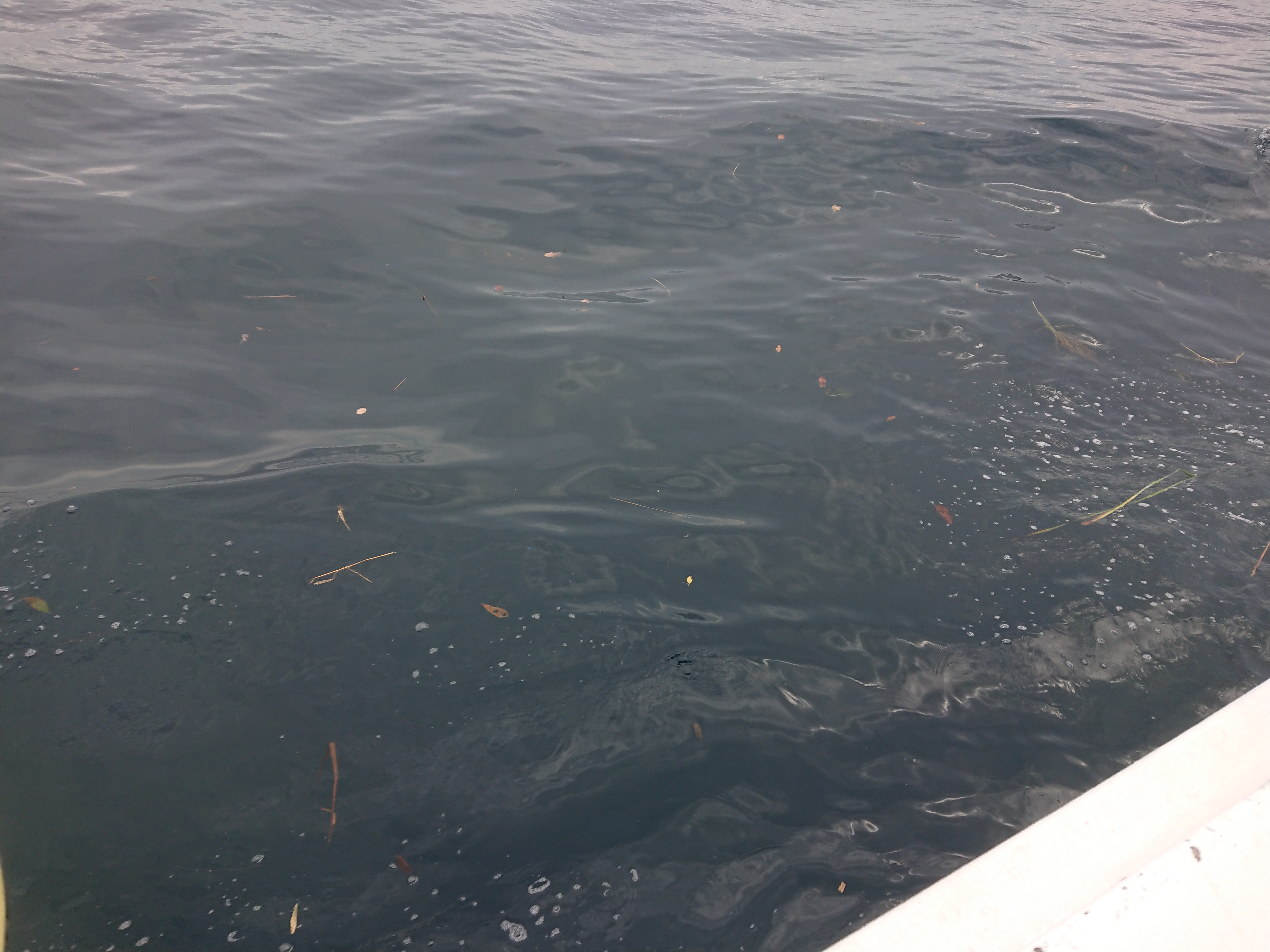 2025年11月3日　平塚沖　コマセキハダ
水色