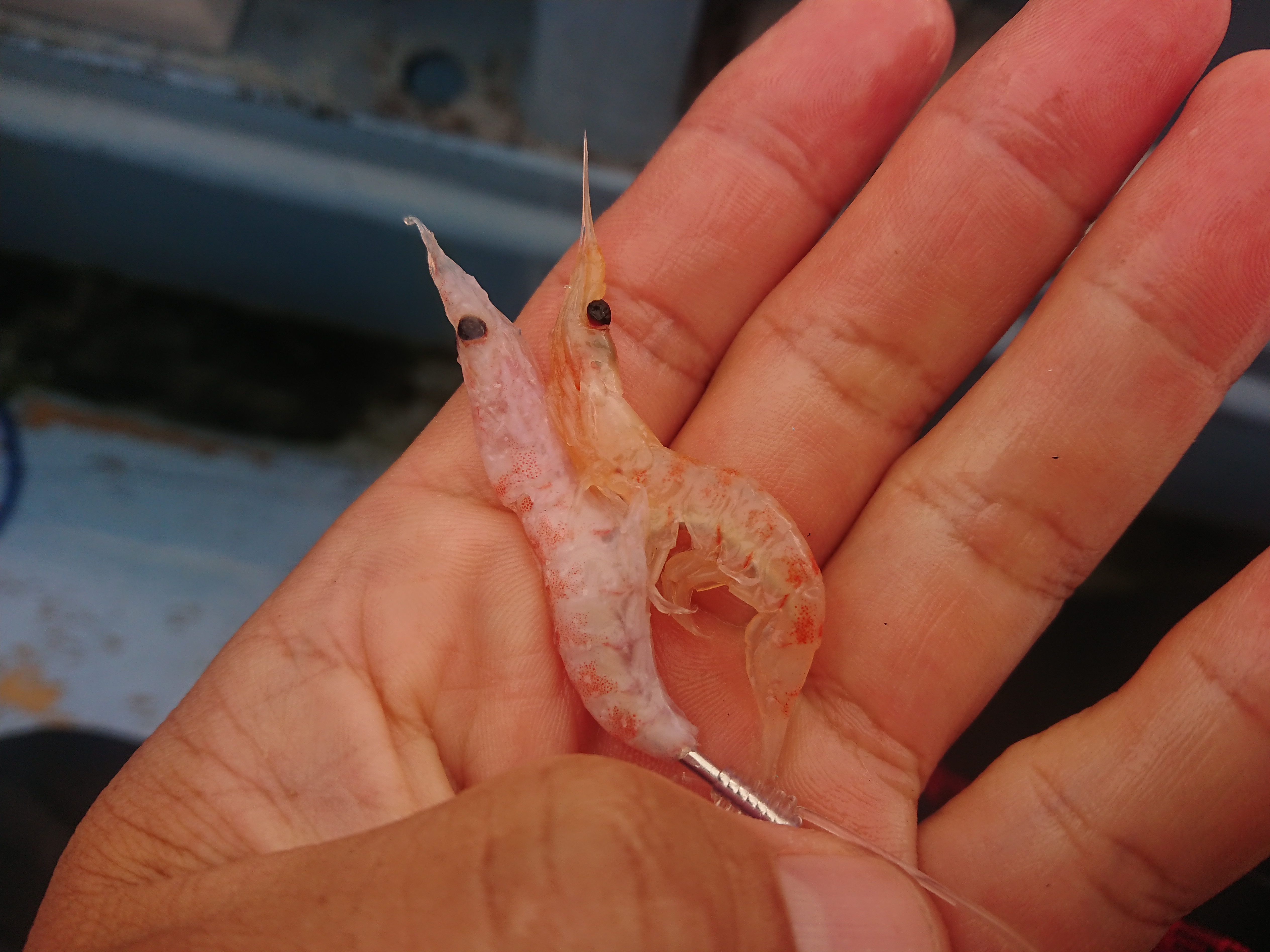 2025年11月3日　平塚沖　コマセキハダ
付けエサの比較