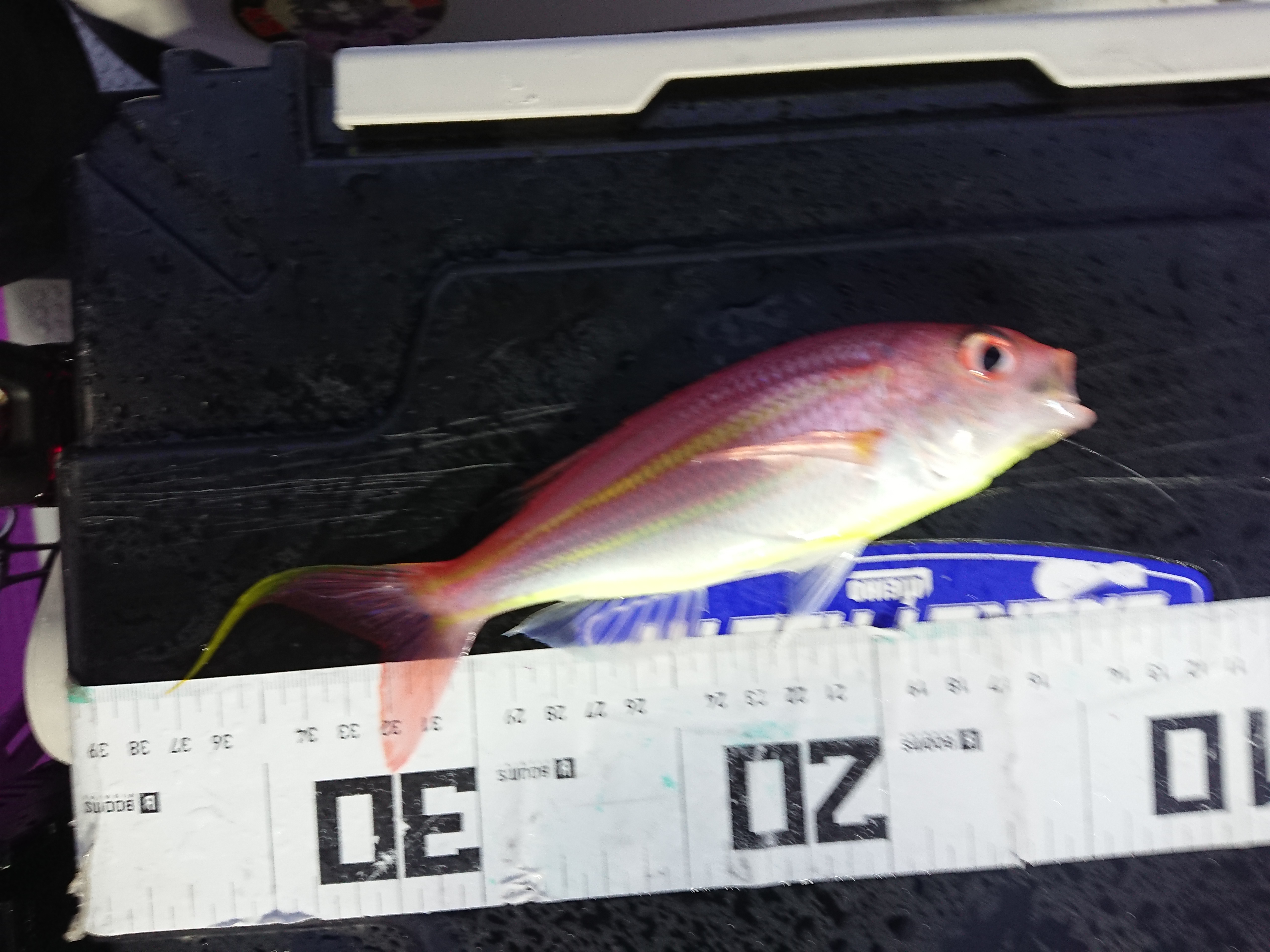 2025年12月13日　明るいうちの釣果　イトヨリ