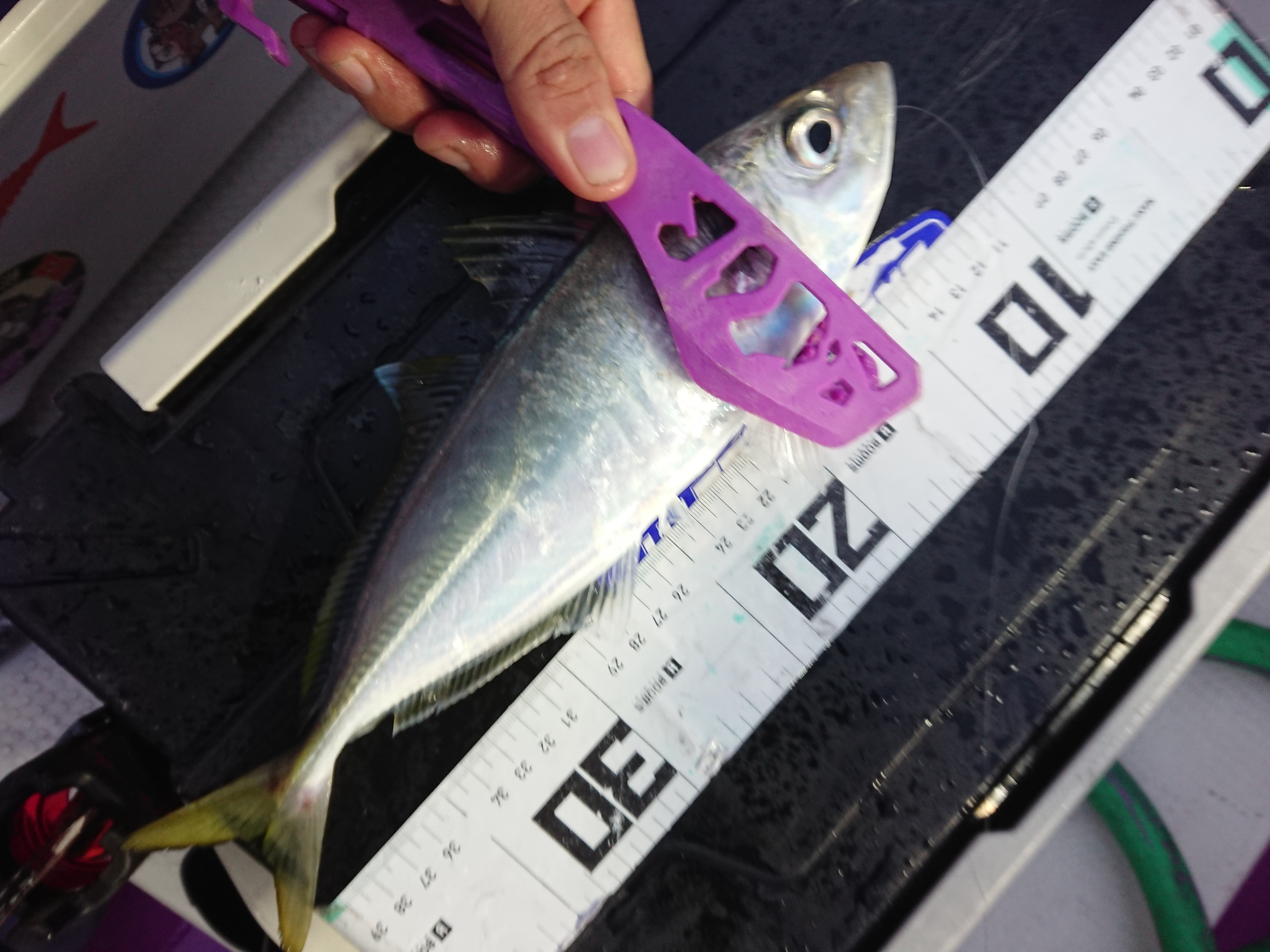 2025年12月13日　ファースト本命のアジ