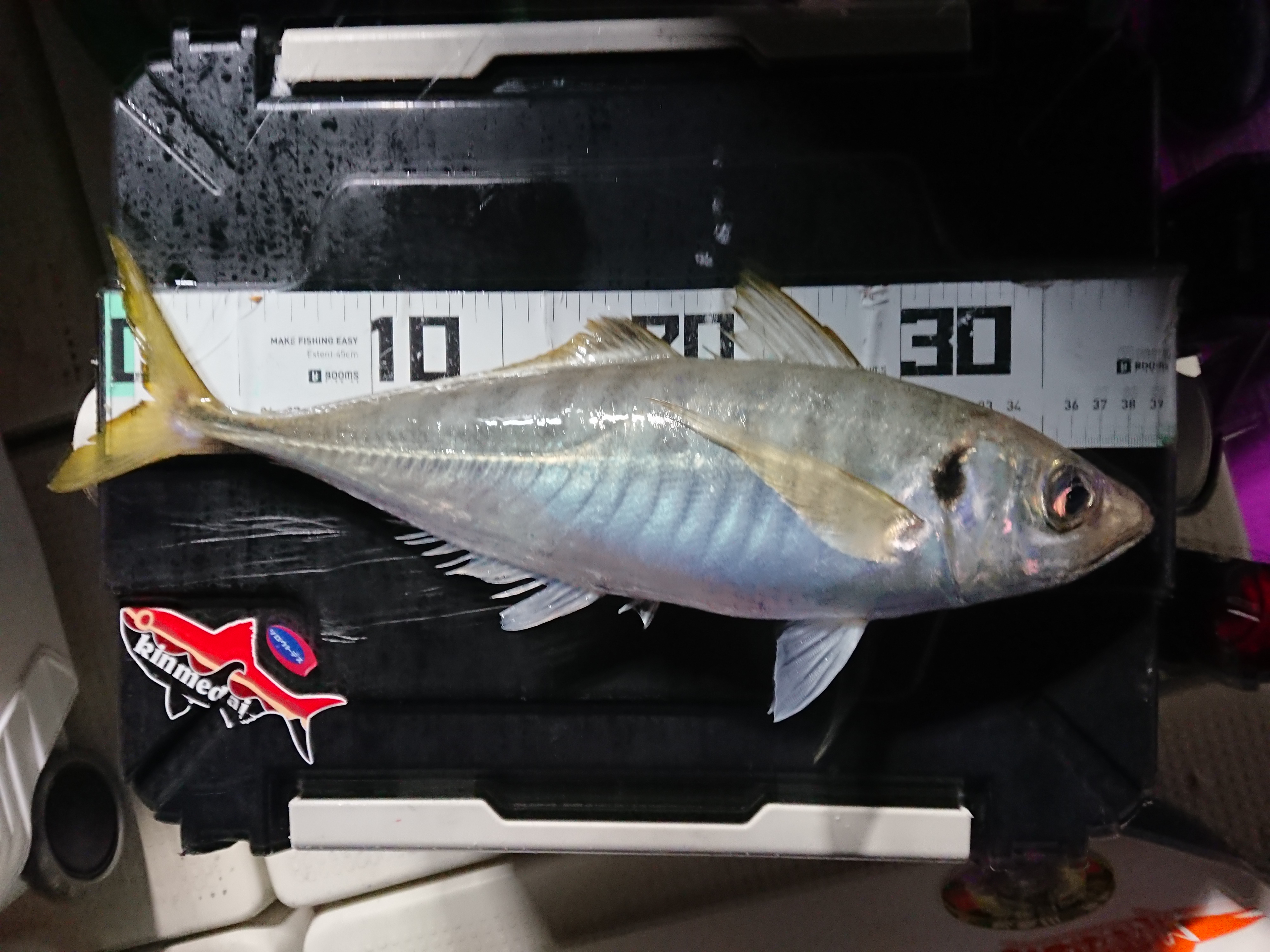 2025年12月13日　焼津沖の良型アジ