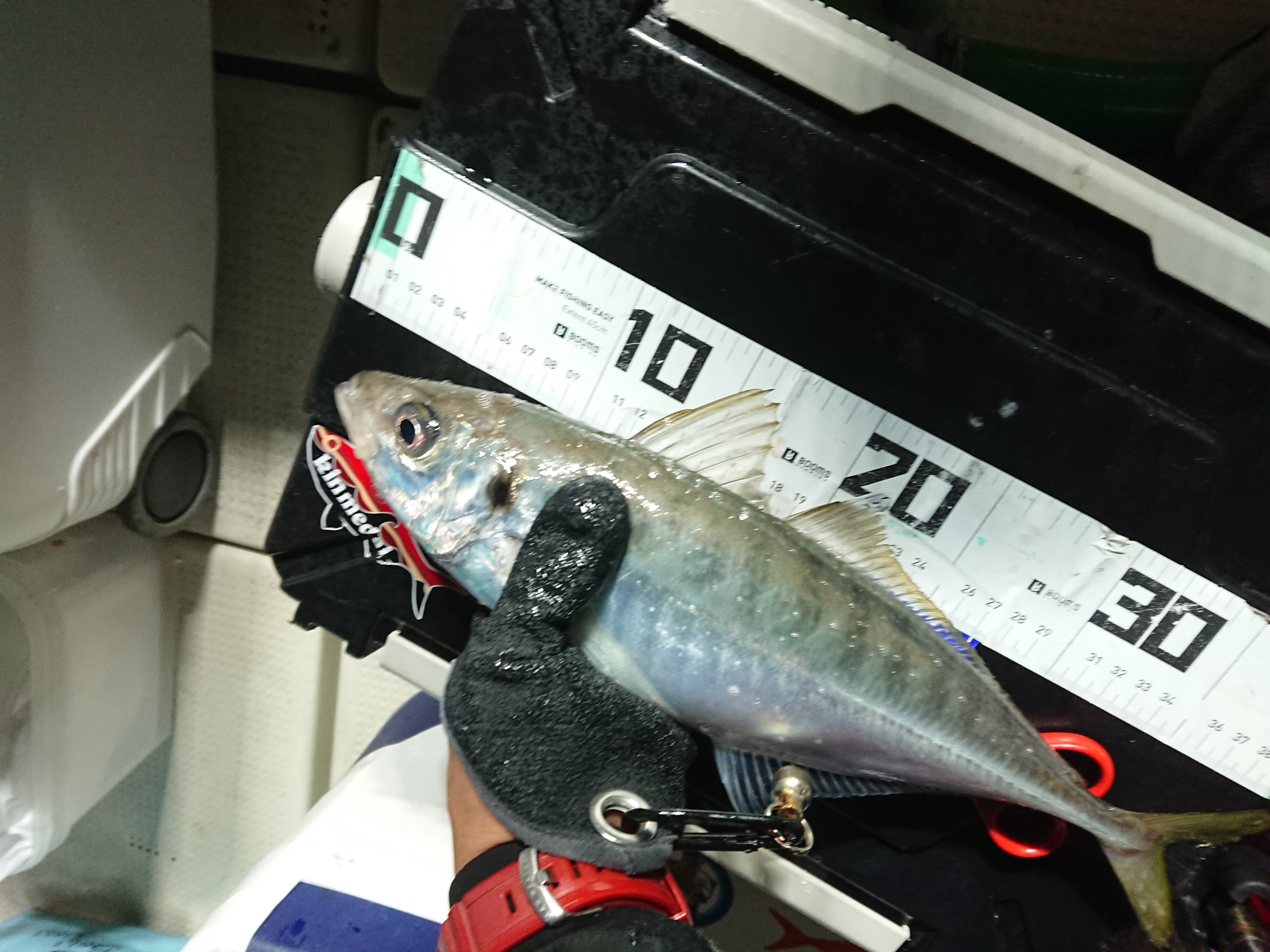 2025年12月13日　焼津沖のギガアジ