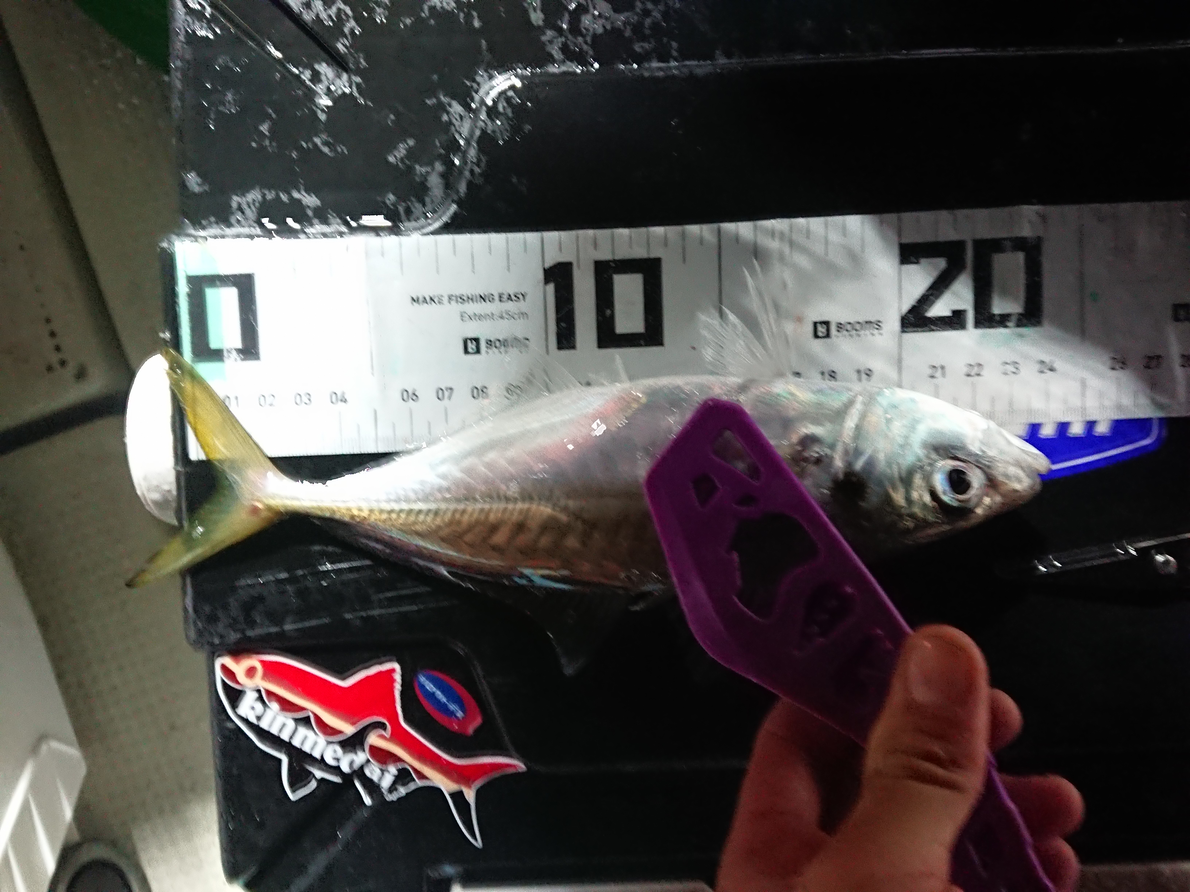 2025年12月13日　小型に見えるが大型アジ