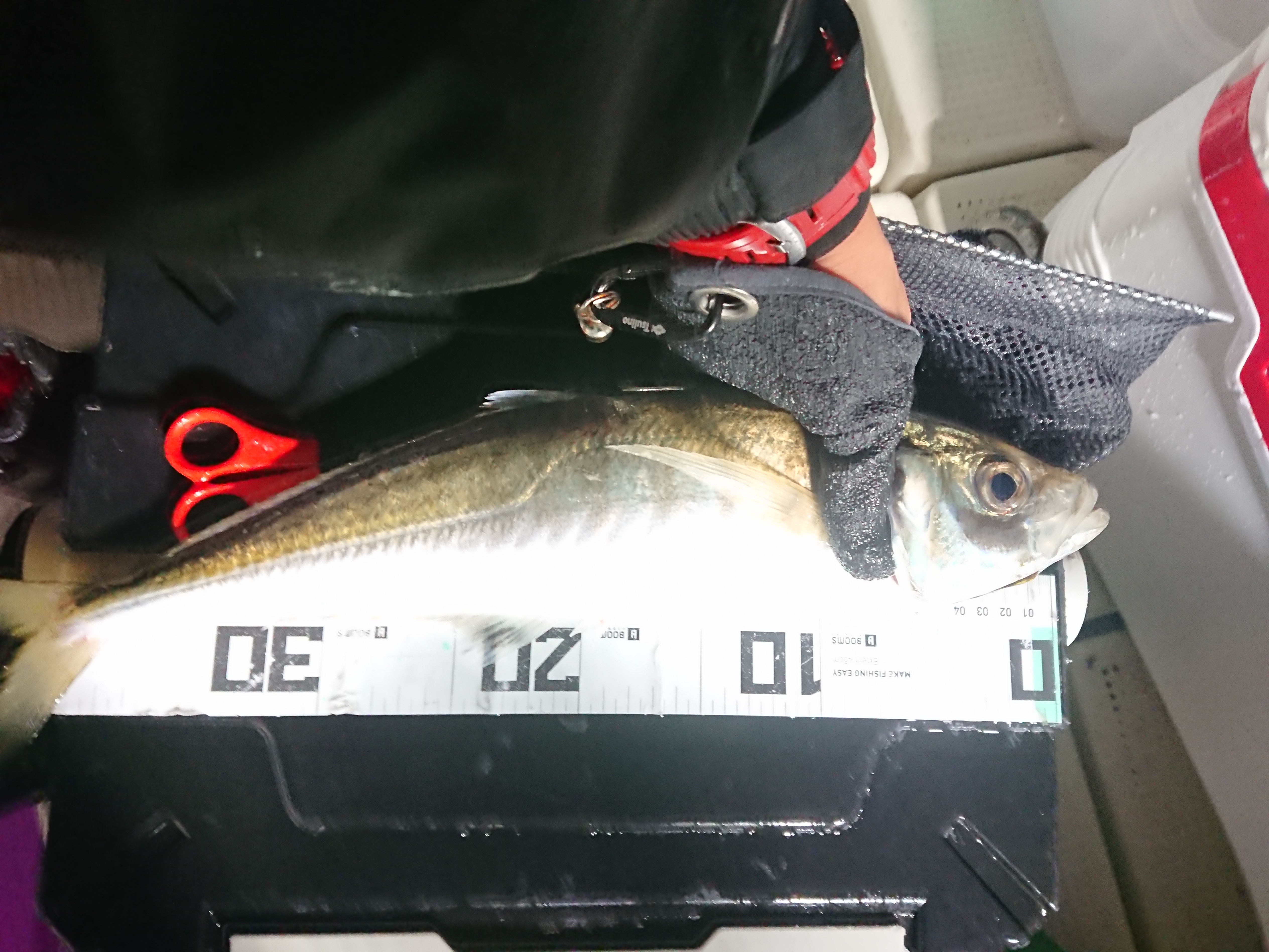 2025年12月13日　超大型アジ