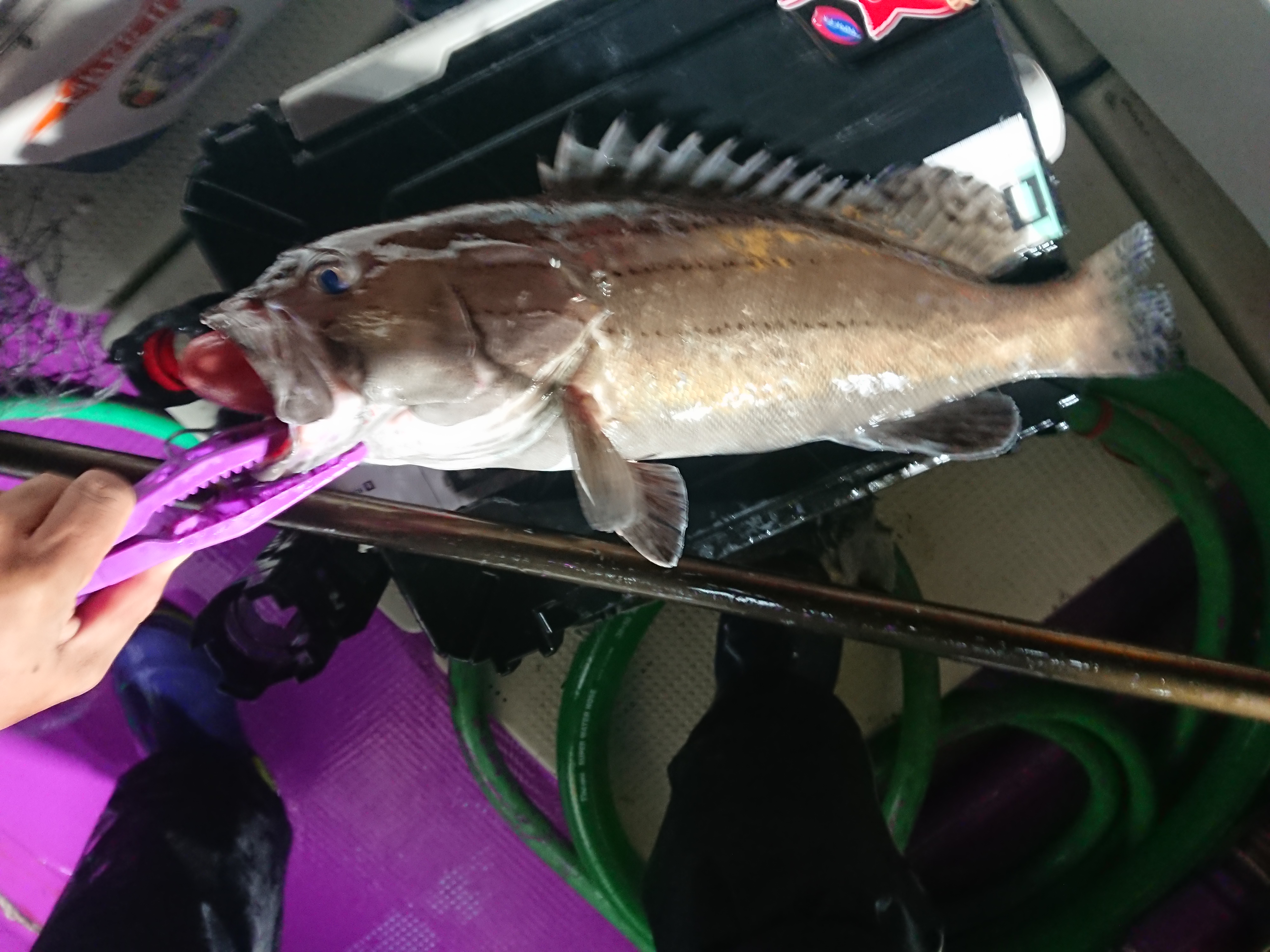 2025年12月13日　ビッグゲストのハタ