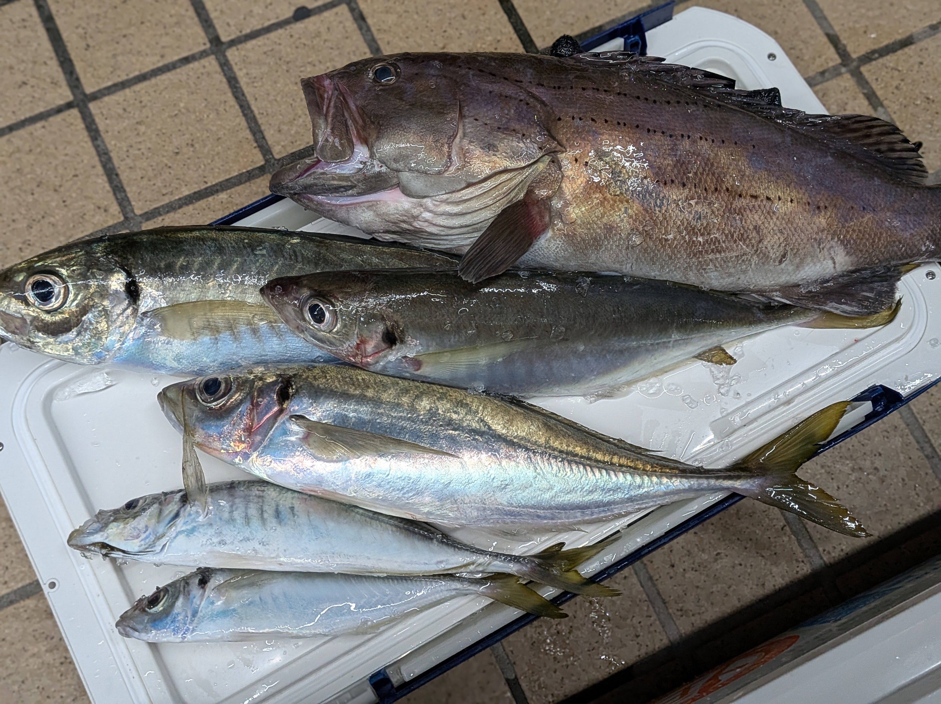 2025年12月13日　焼津ギガアジの釣果