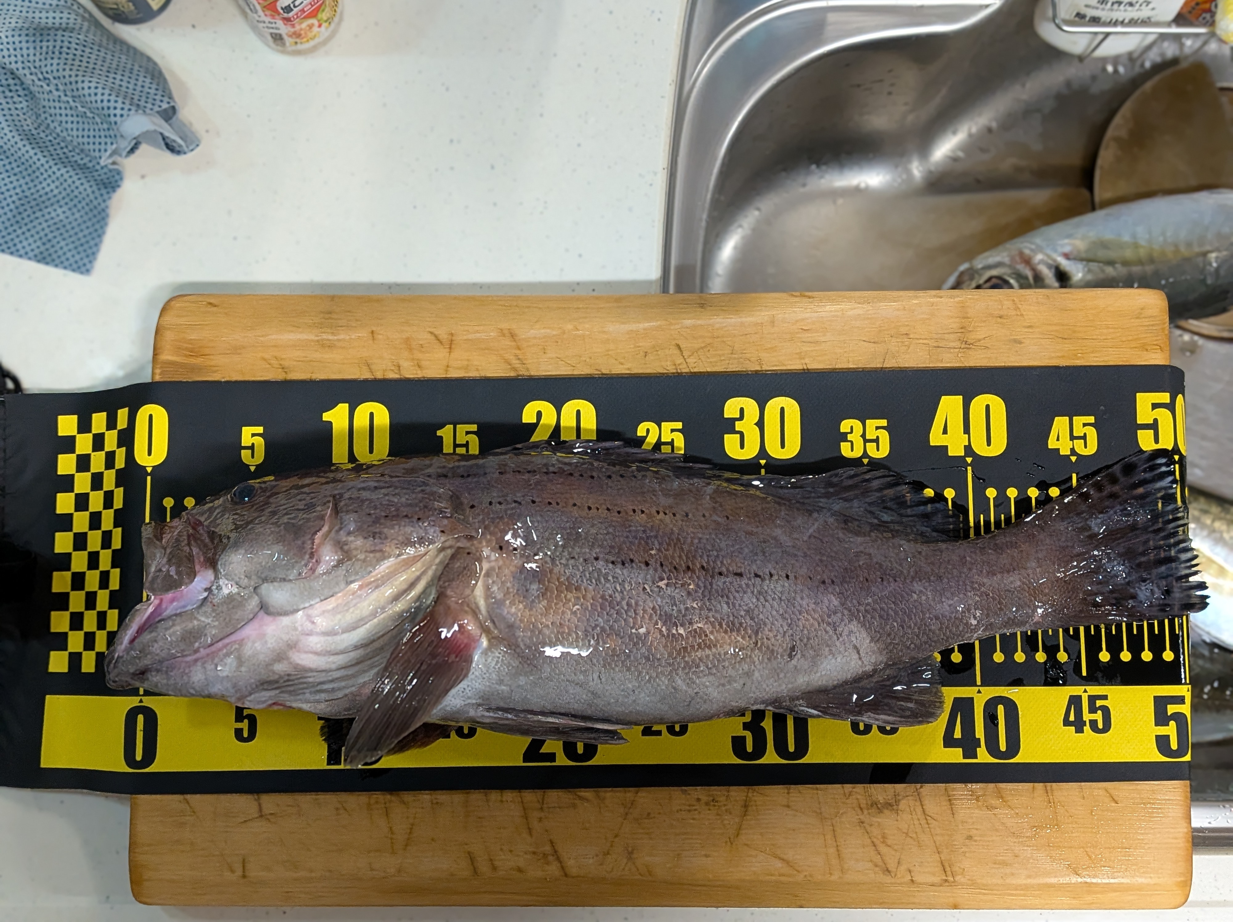 2025年12月13日　オオスジハタ