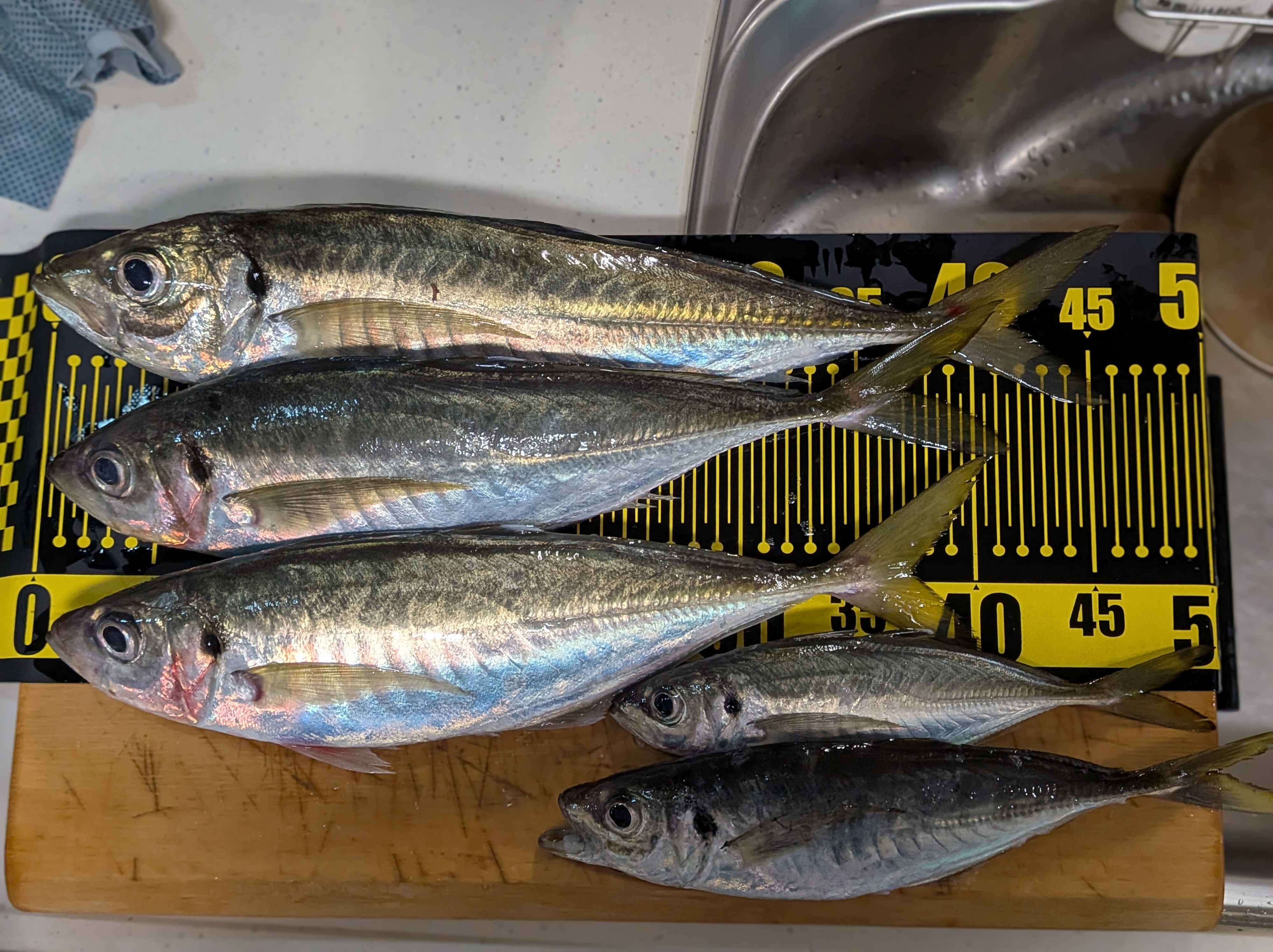 2025年12月13日　アジ一覧