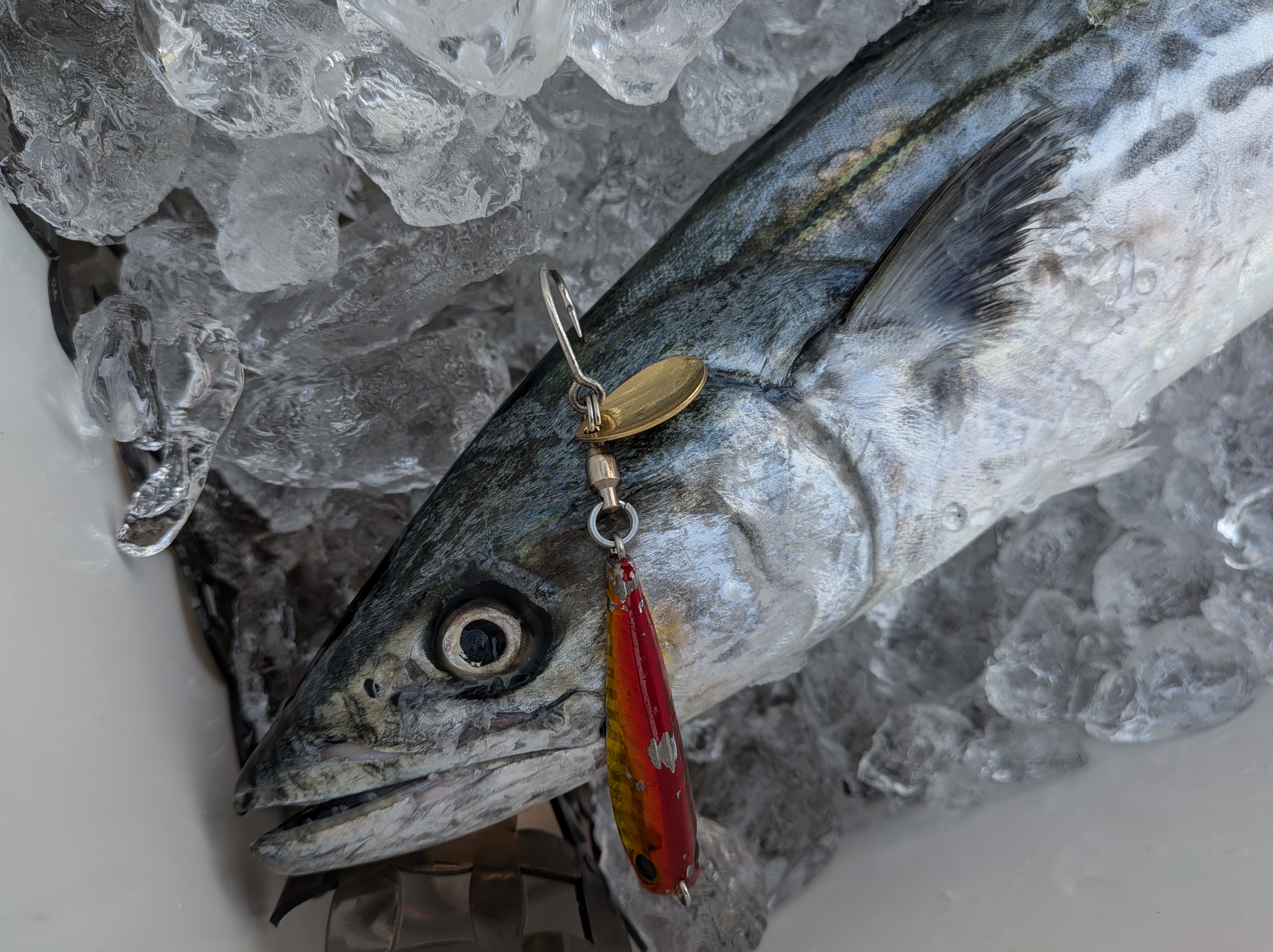 2026年2月15日 釣果とルアー