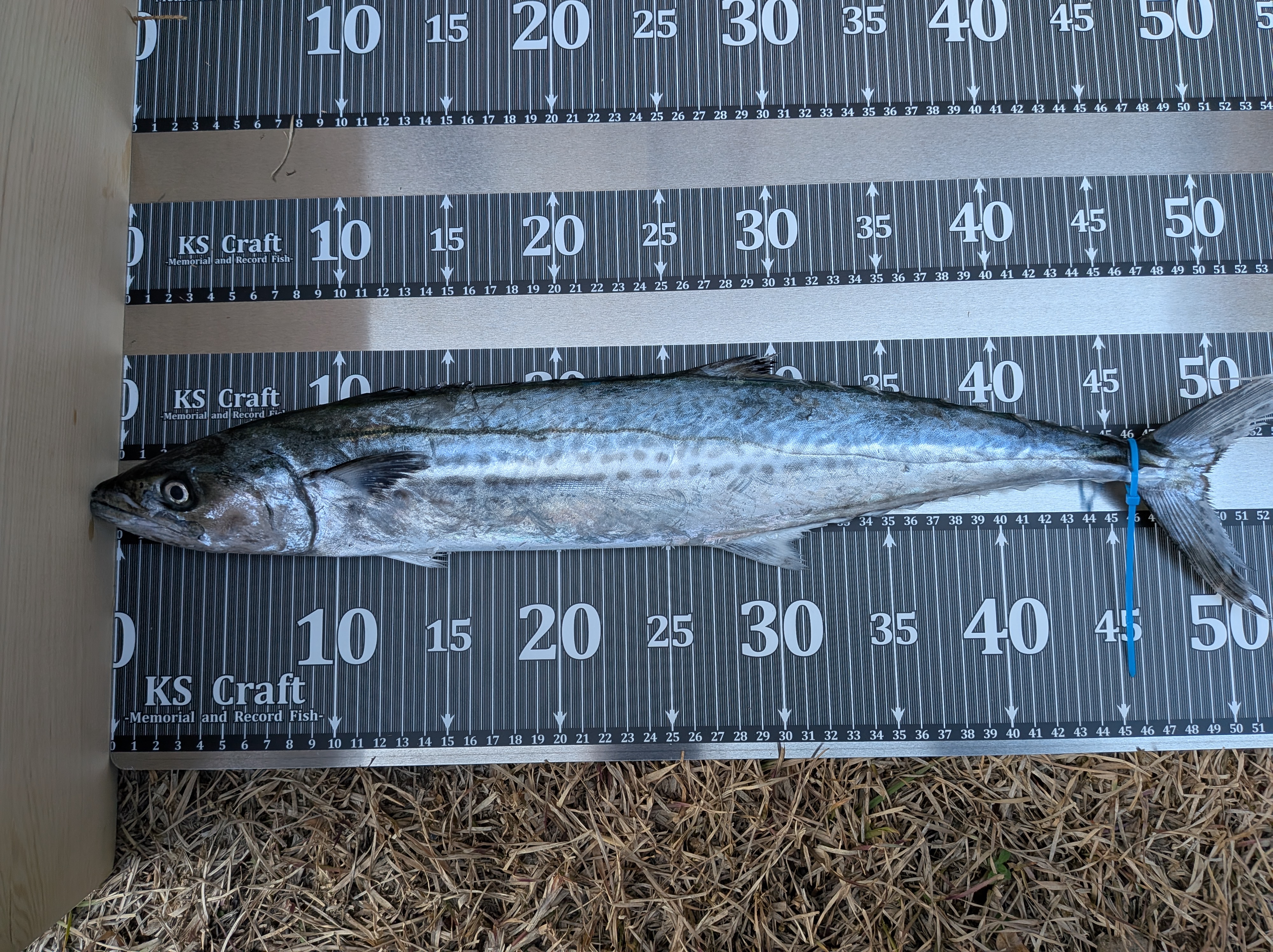 2026年2月15日 釣果のサゴシ測量