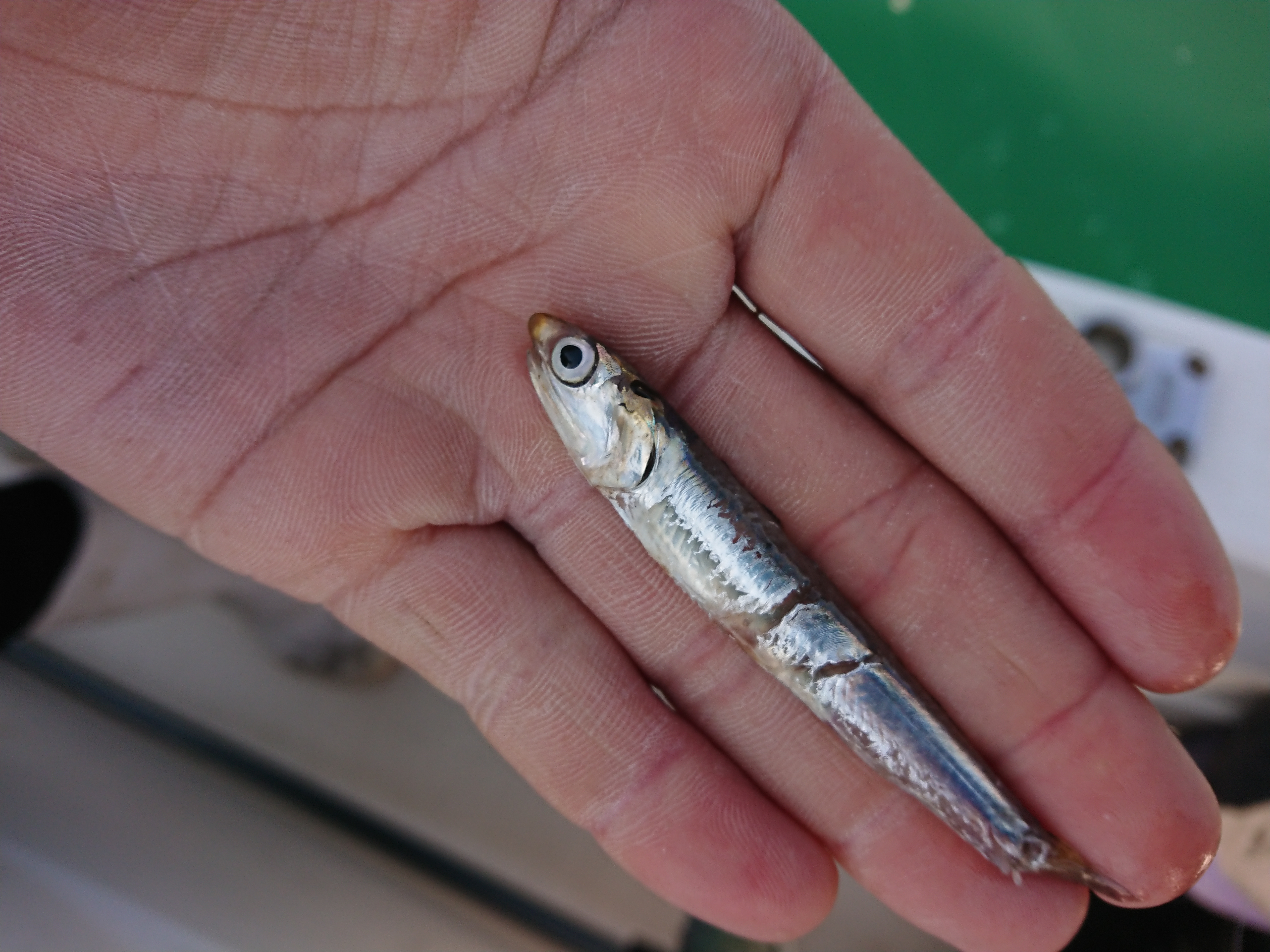 2026年2月15日 ベイトのカタクチイワシ