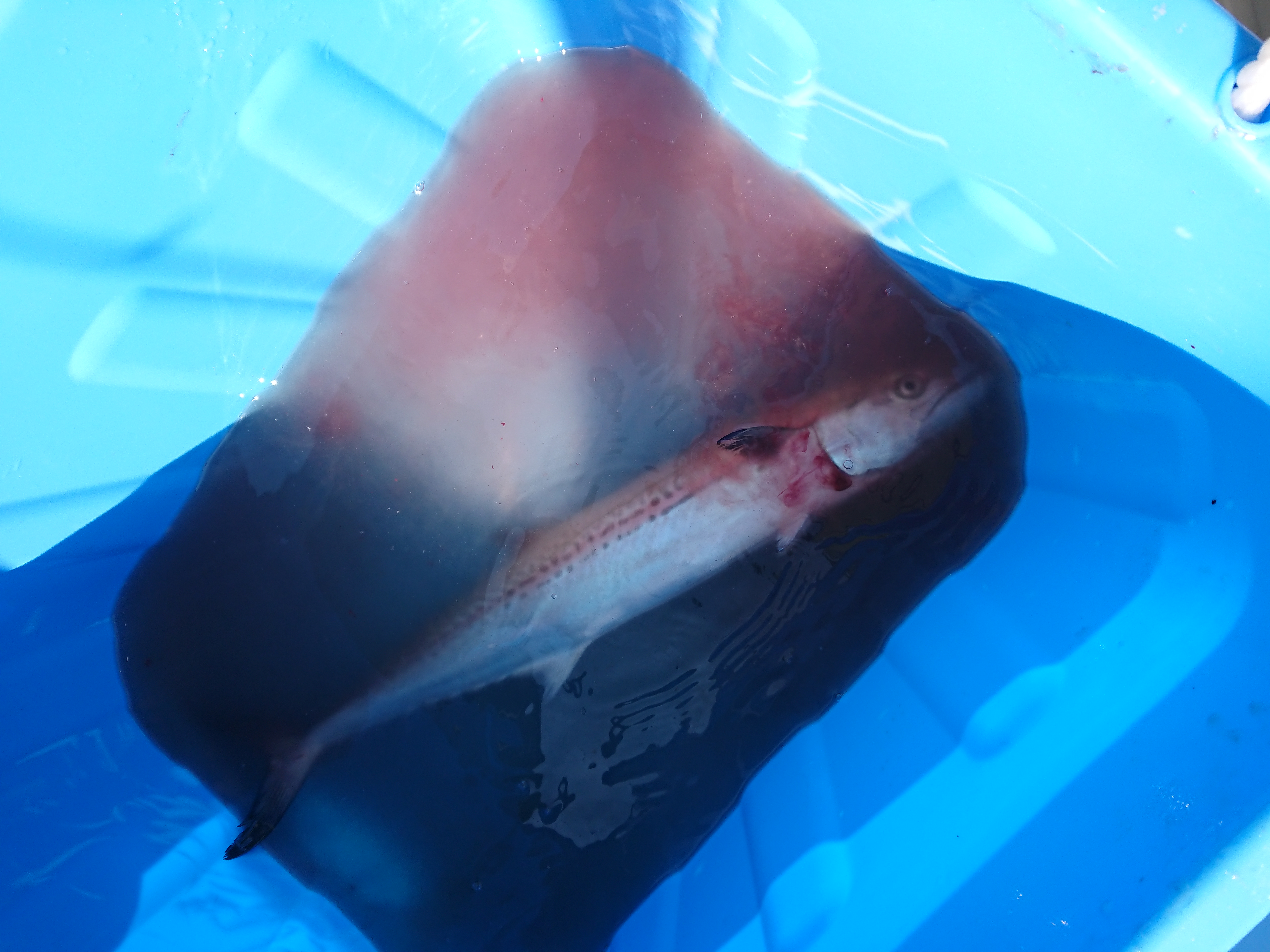 2026年2月15日 船長が処理してくれた