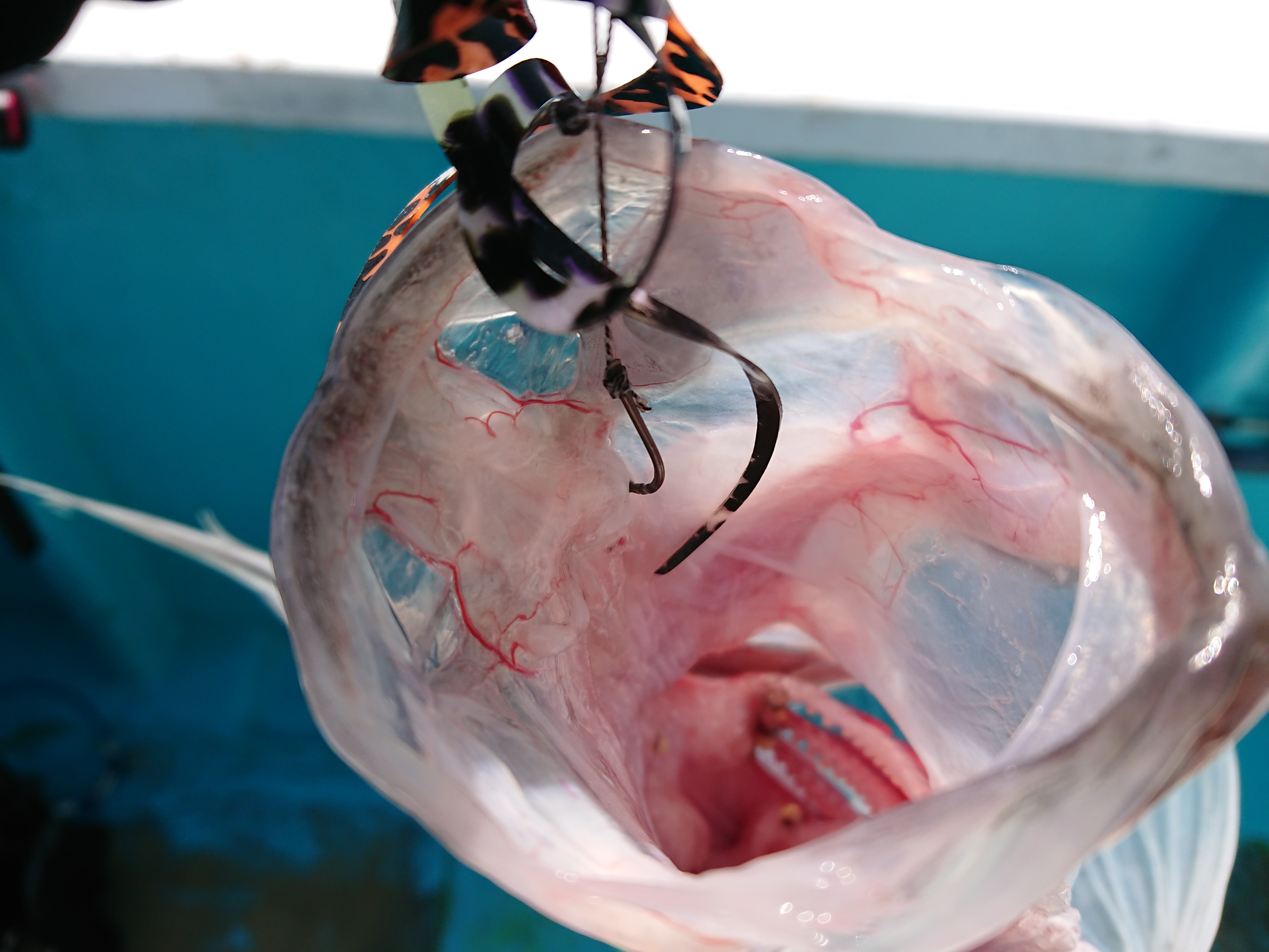 26年4月12日　フッキングはバッチリ