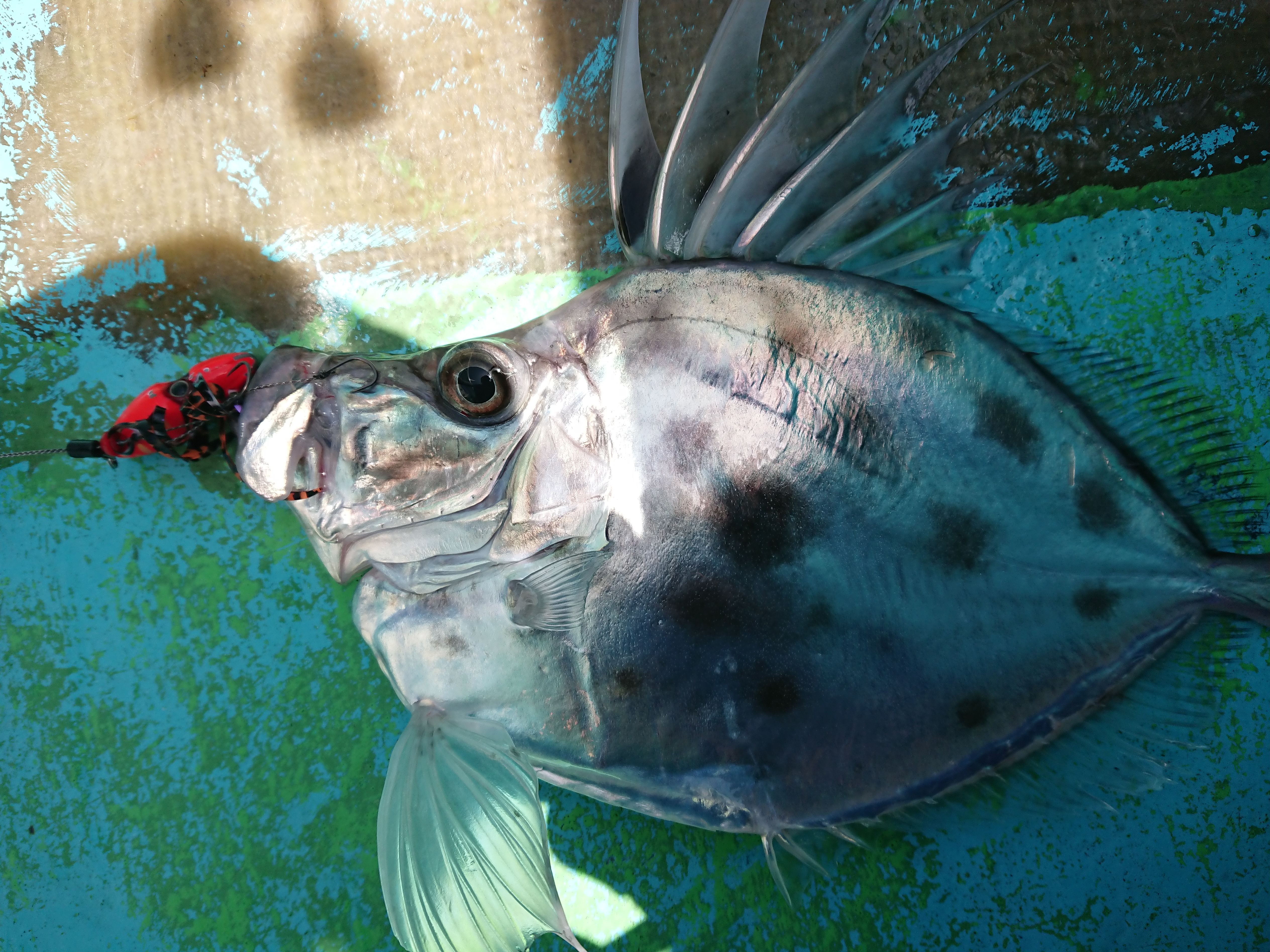 26年4月12日　唯一の釣果のカガミダイ