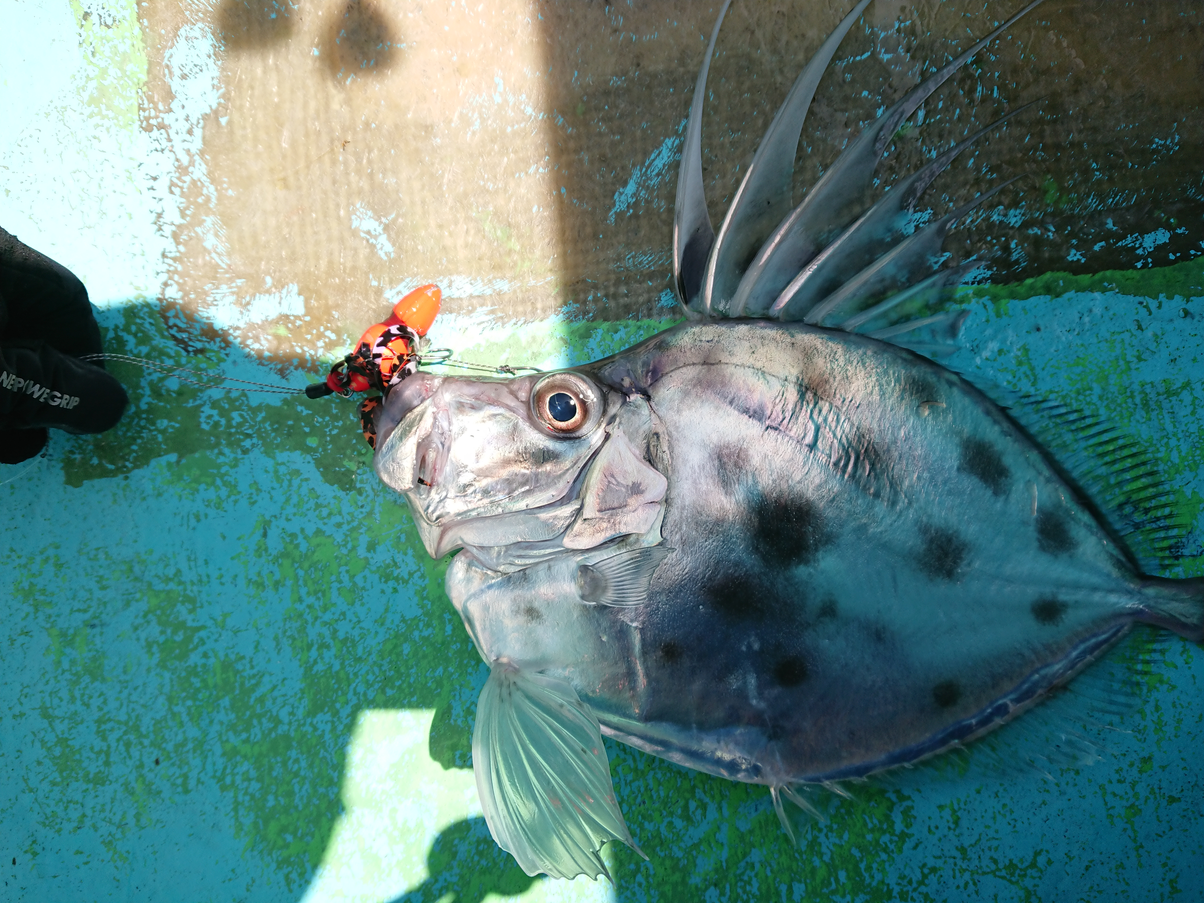 26年4月12日　釣果のカガミダイ