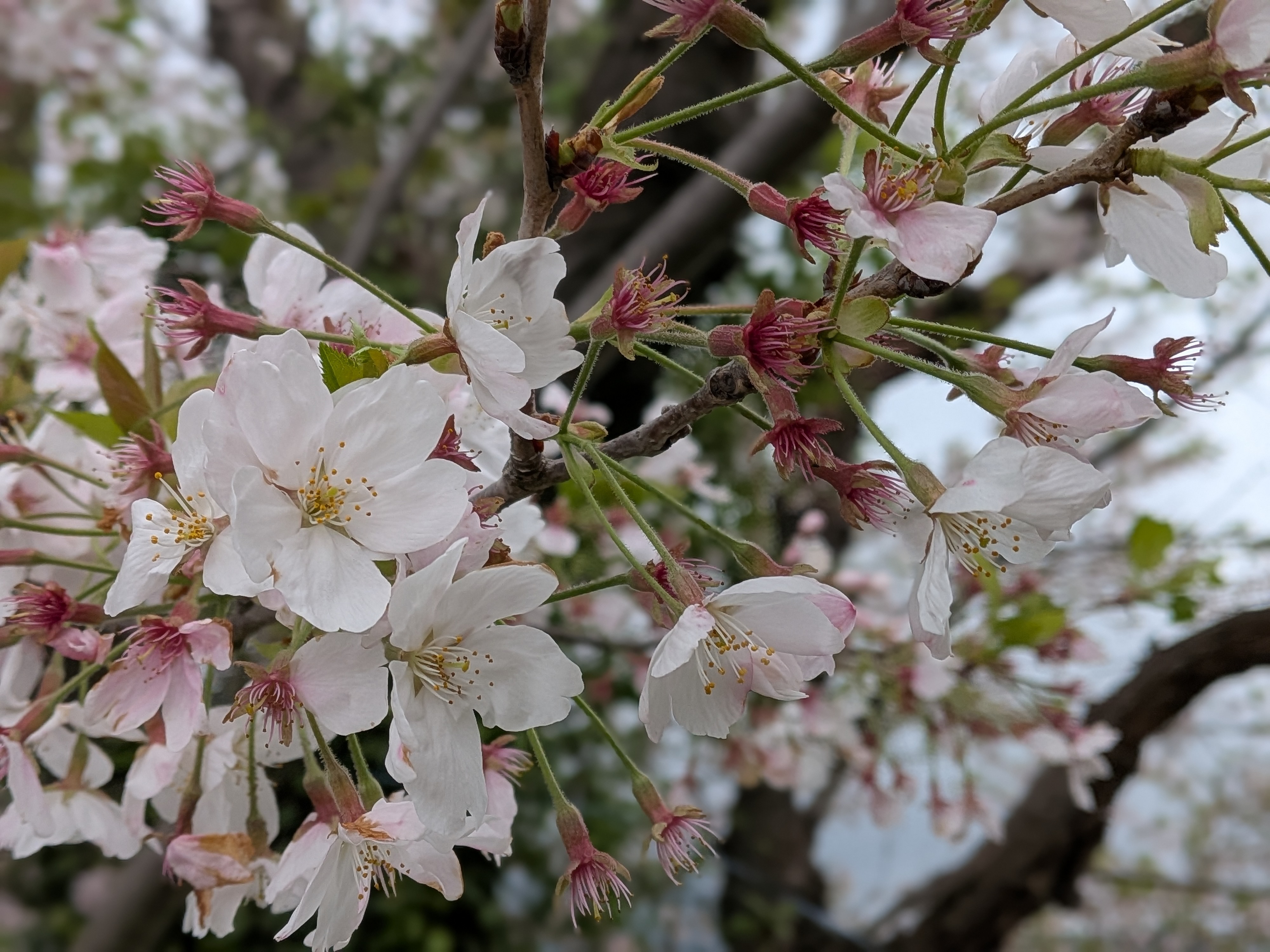 26年3月　富士市雁堤の桜　アイキャッチ