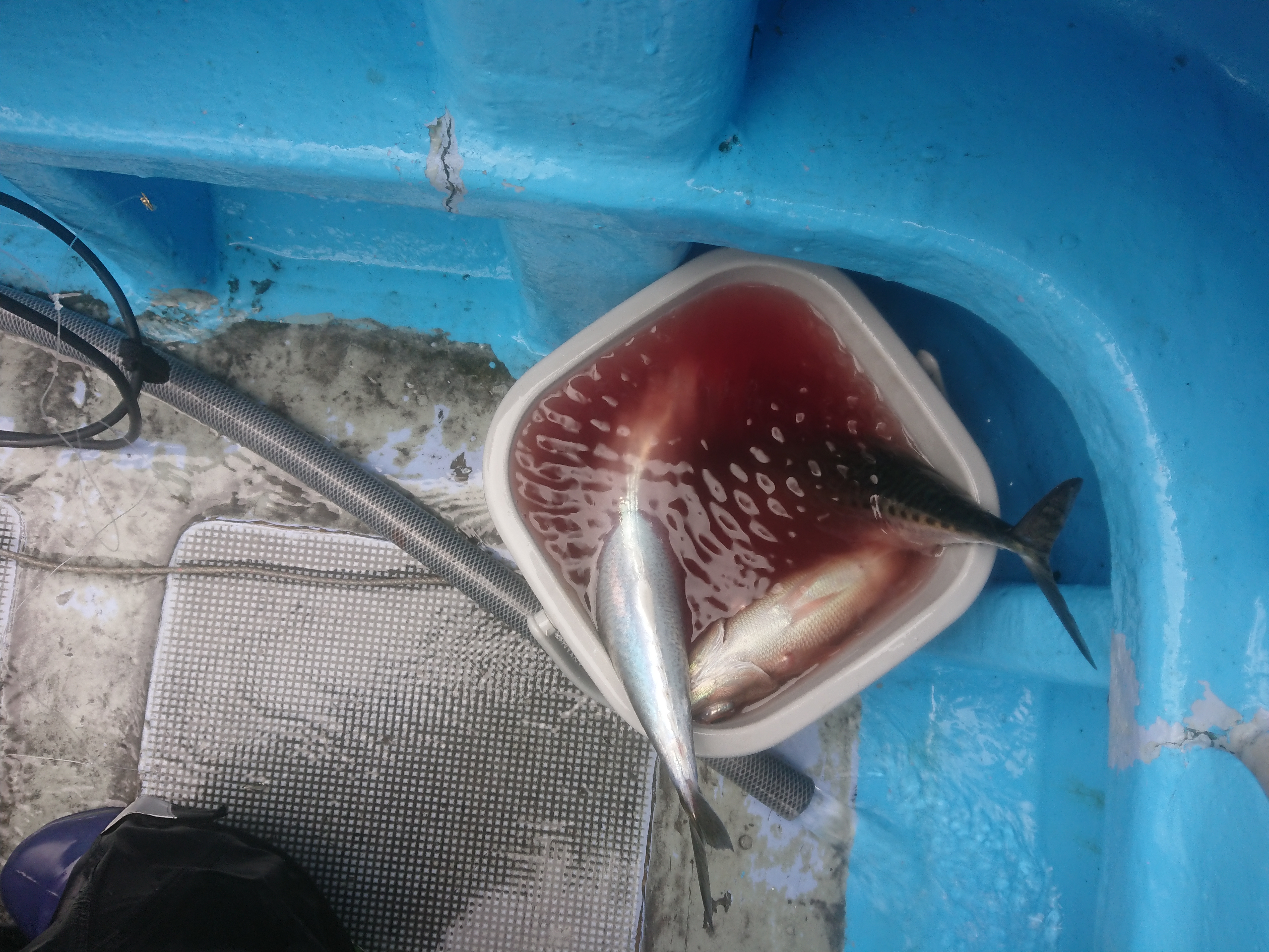 26年5月6日 サビキでサバとヒメ瞬殺
