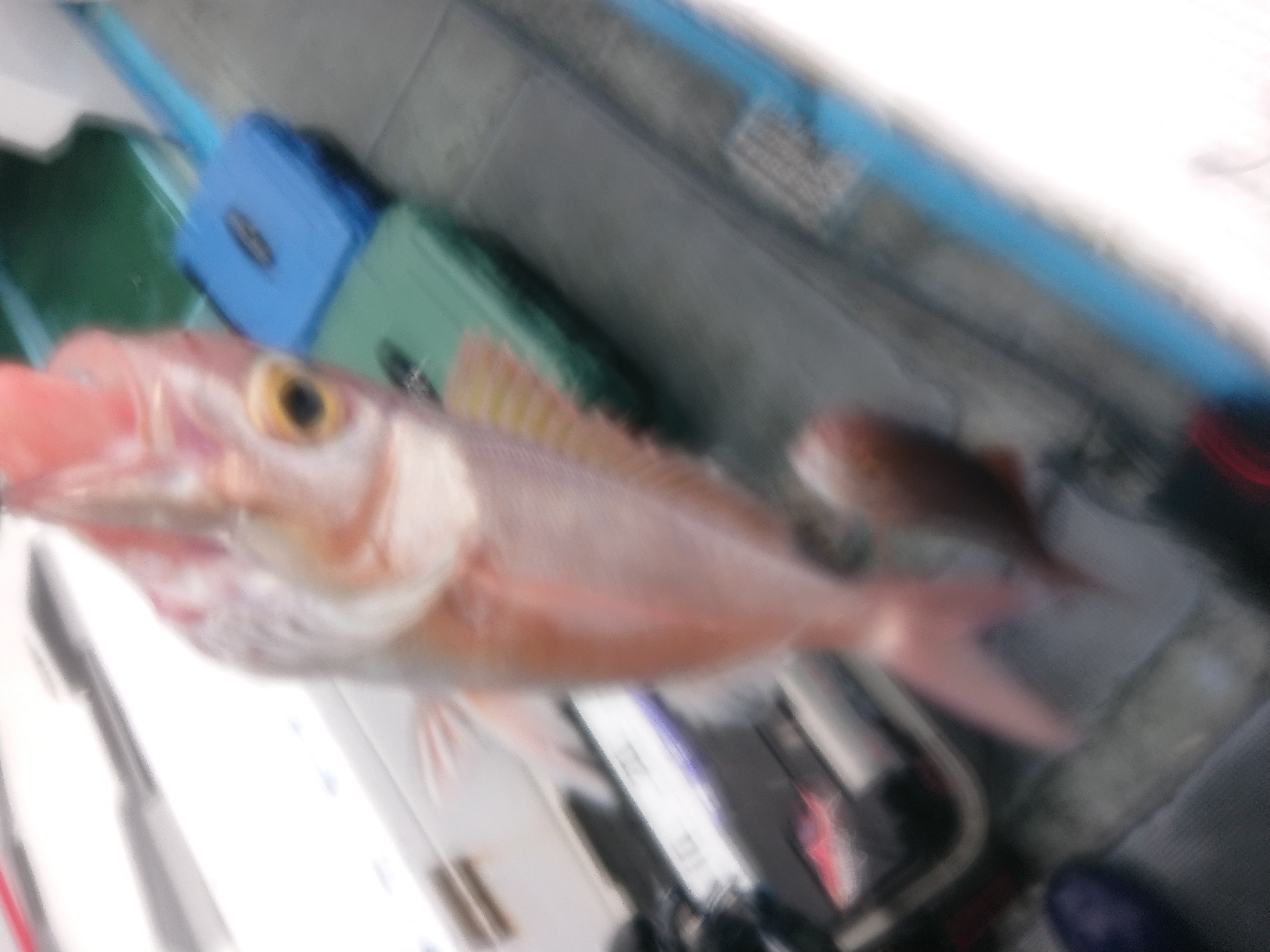 26年5月6日 金州のサビキでヒメダイ大漁