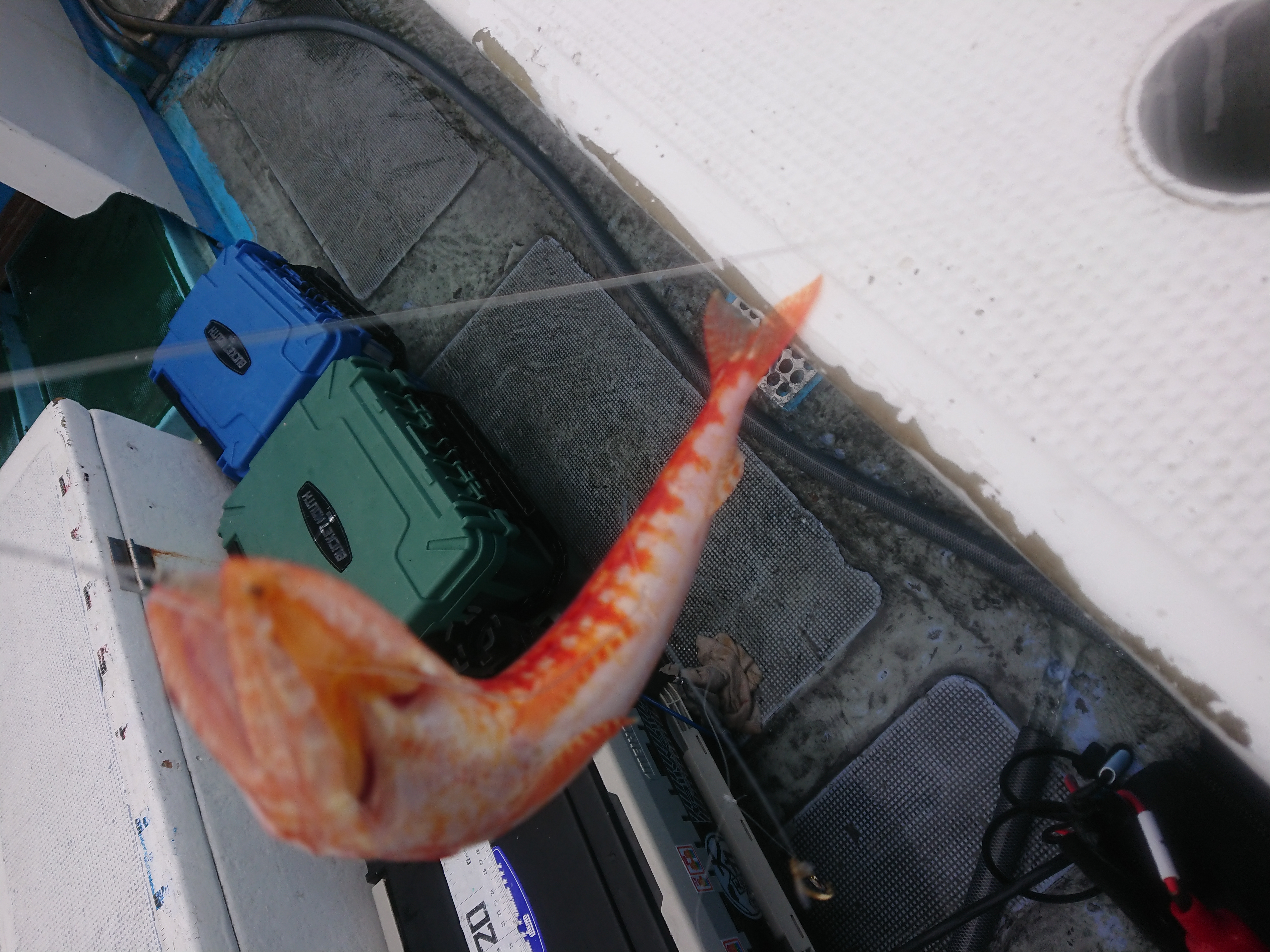 26年5月6日 唯一リリースしたアカエソ