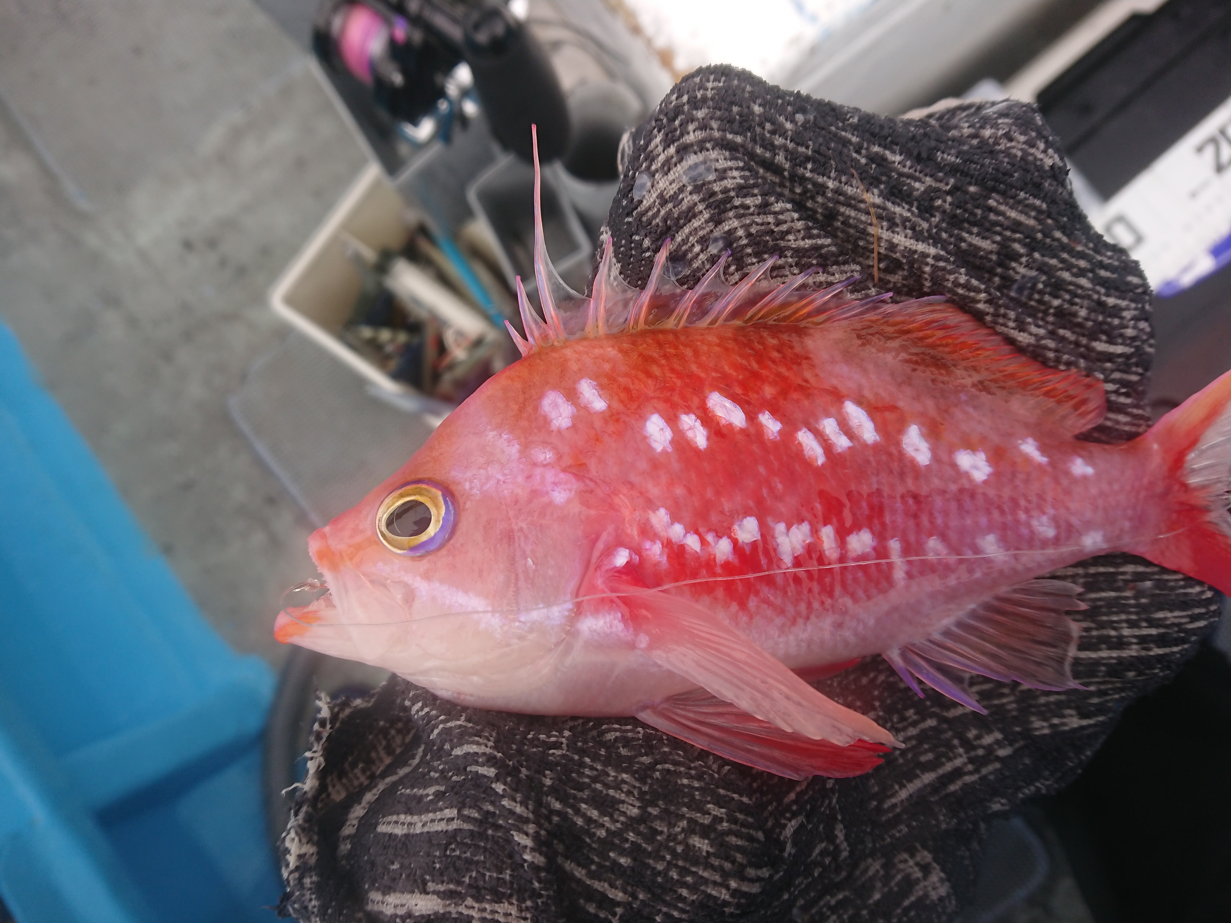 26年5月6日 釣れるサクラダイがデカい