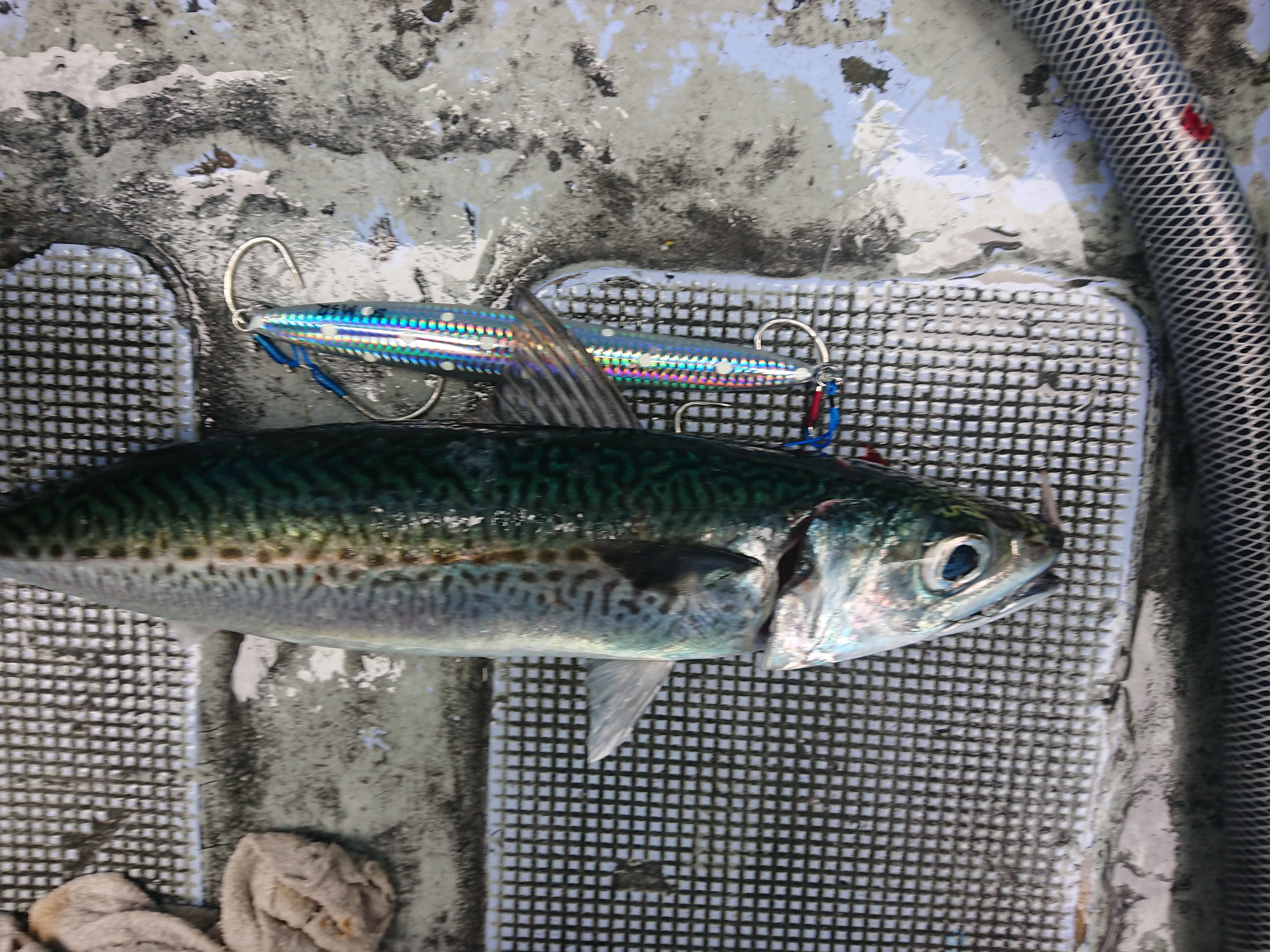 26年5月6日 枝豆じぐでサバ