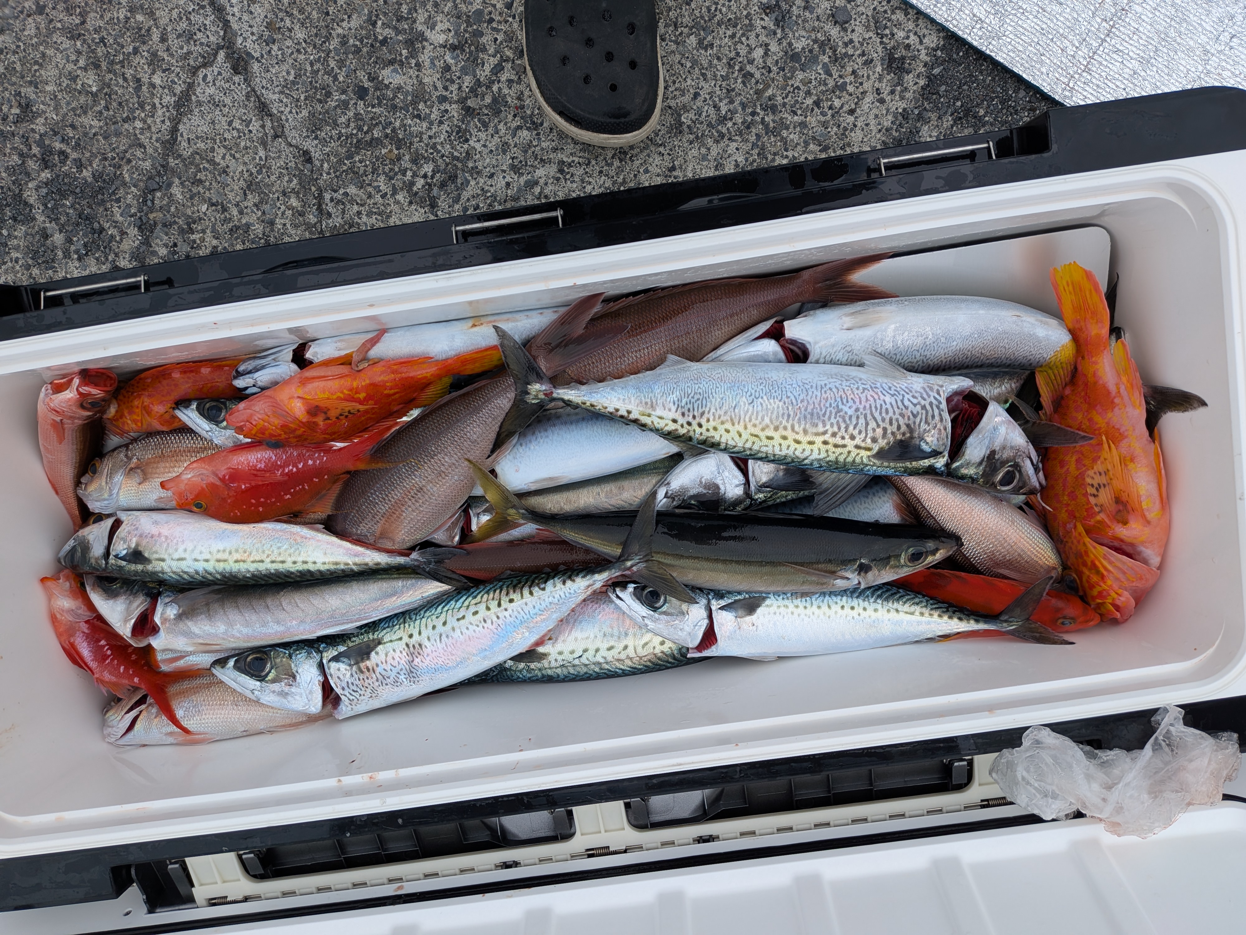 26年5月6日 金州の釣果