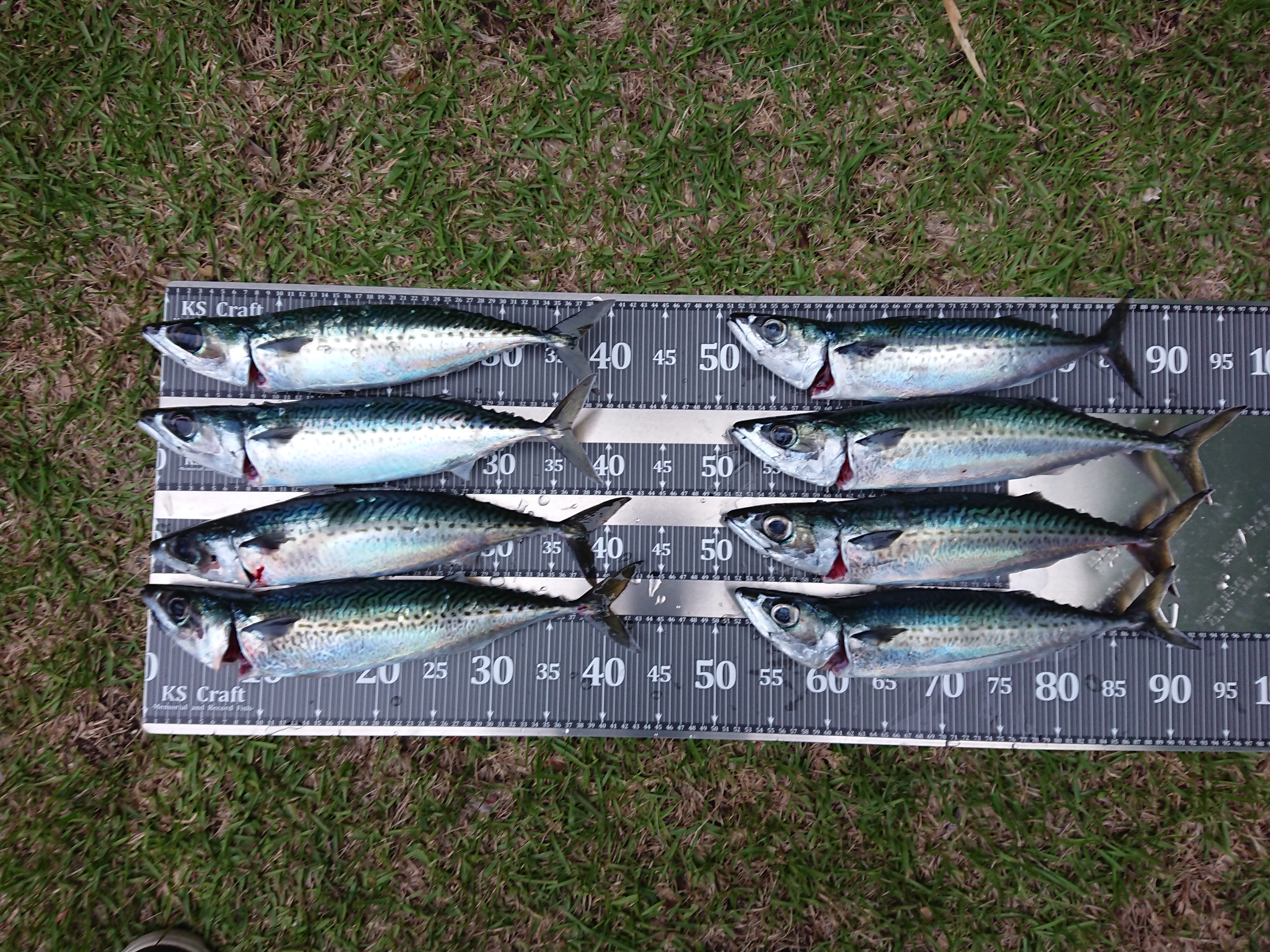 26年5月6日 金州釣果 ゴマサバ