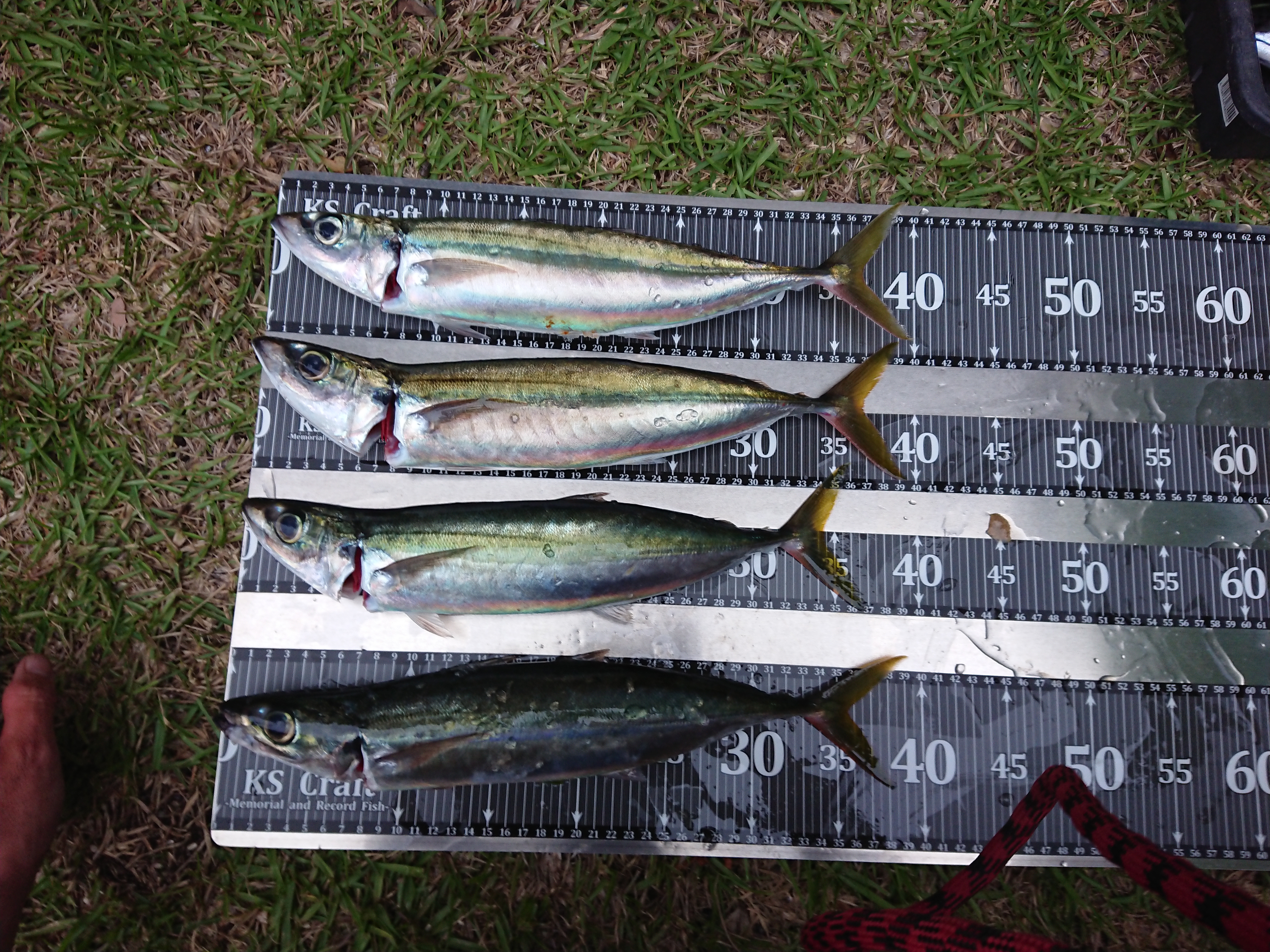 26年5月6日 金州釣果 ムロアジ