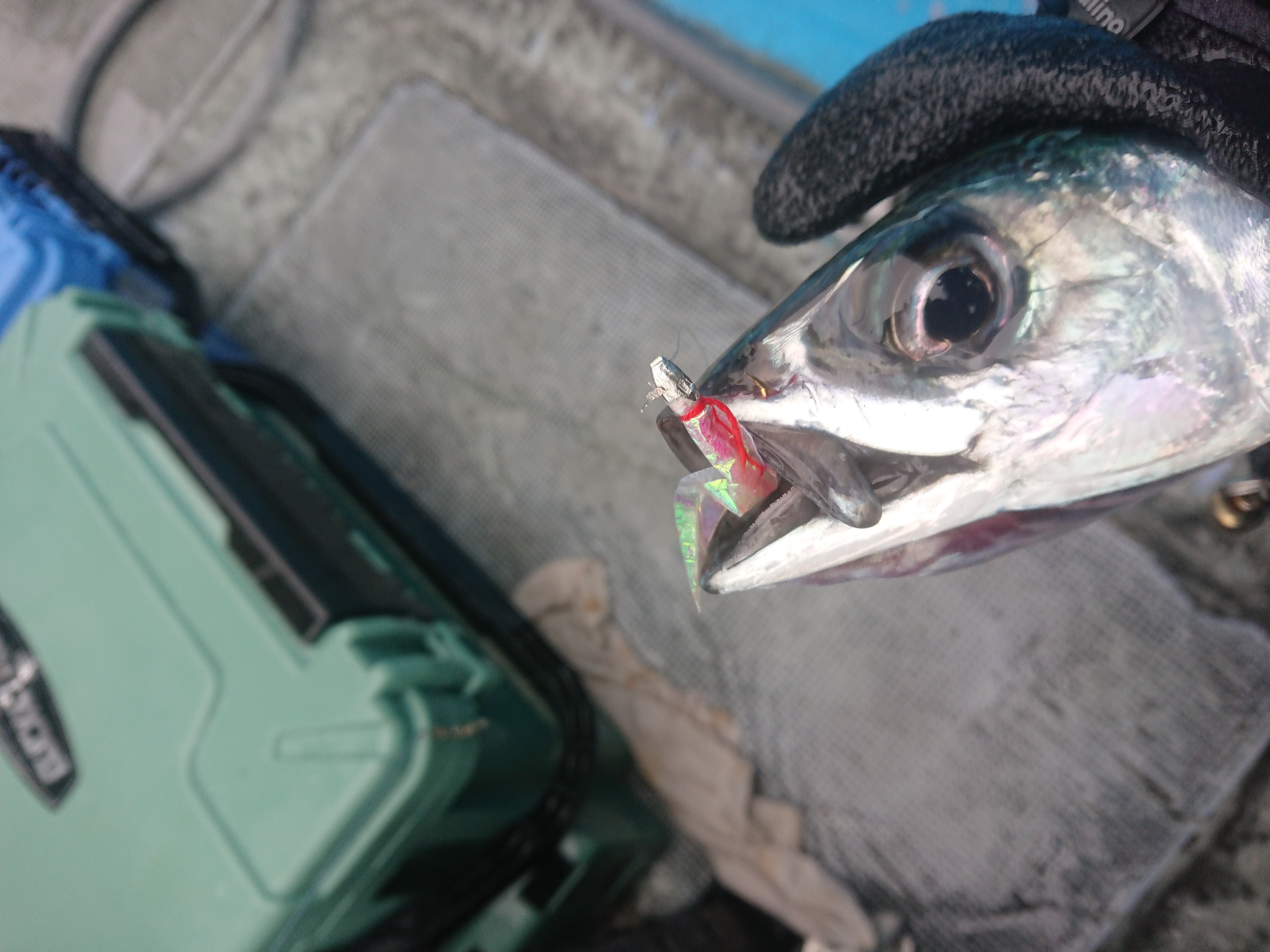 26年5月6日 何やっても釣れる金州のサバ