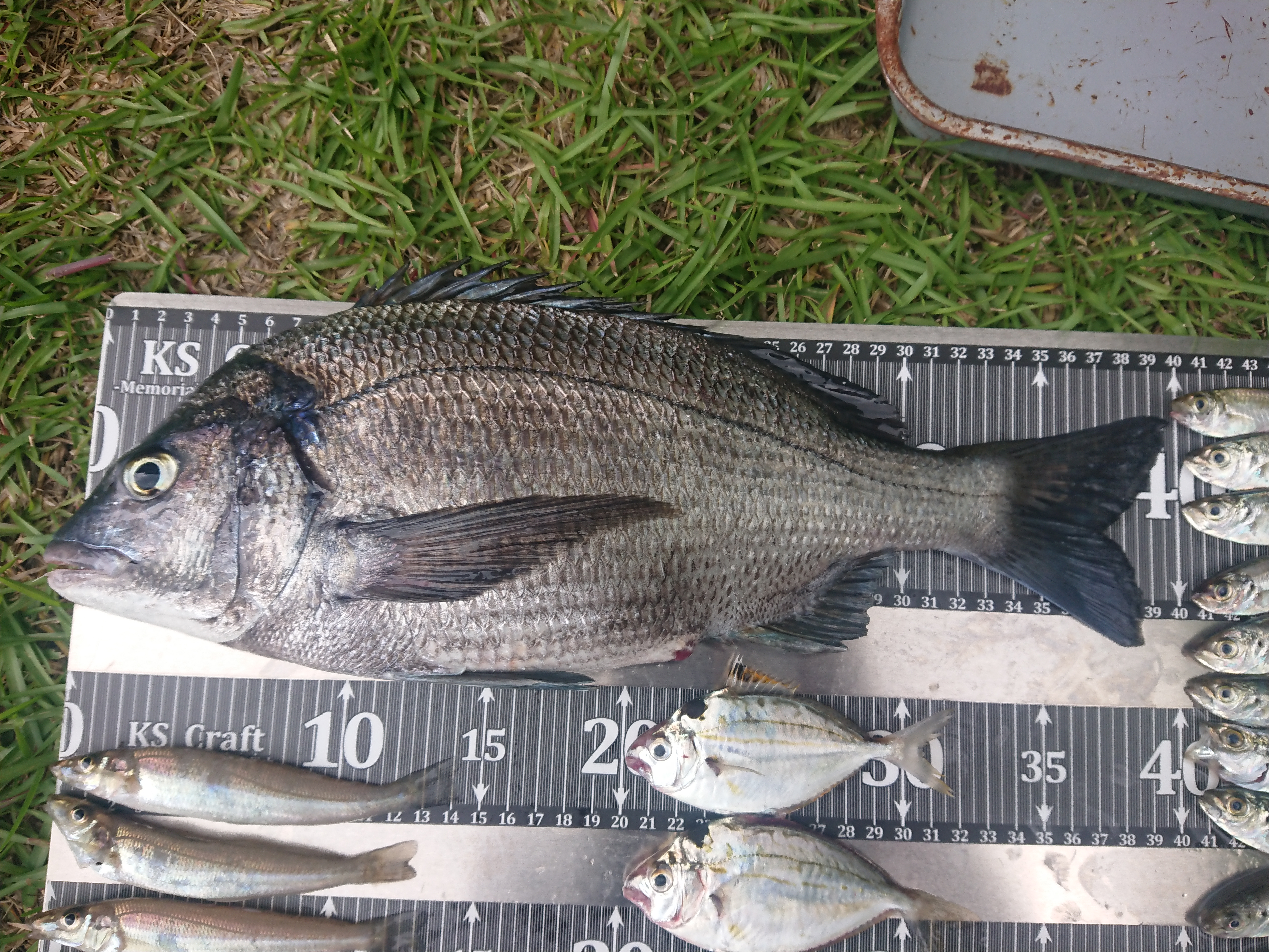 26年5月24日　頂き物のクロダイ