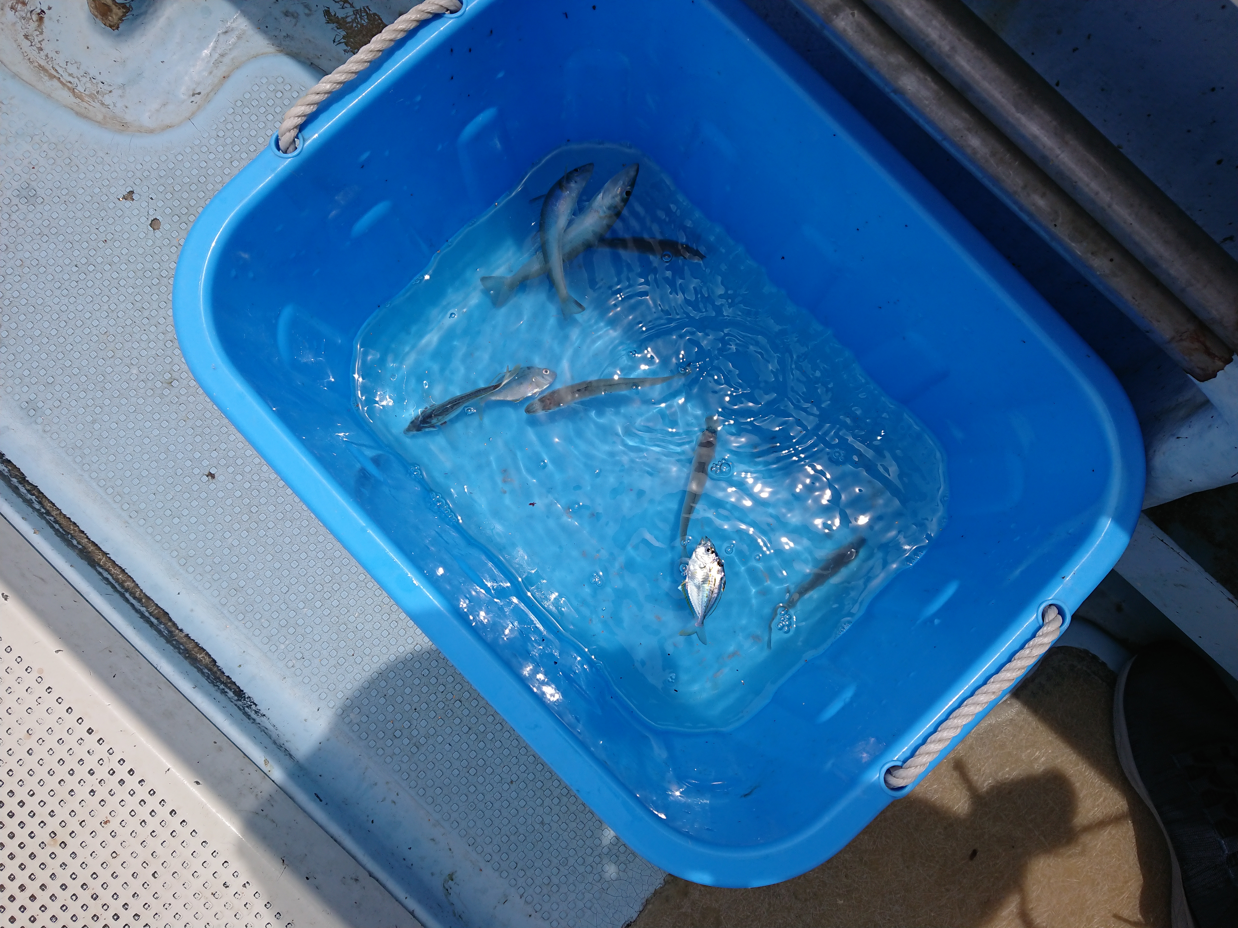 26年7月11日 ファミリー船キス 釣行中の釣果
