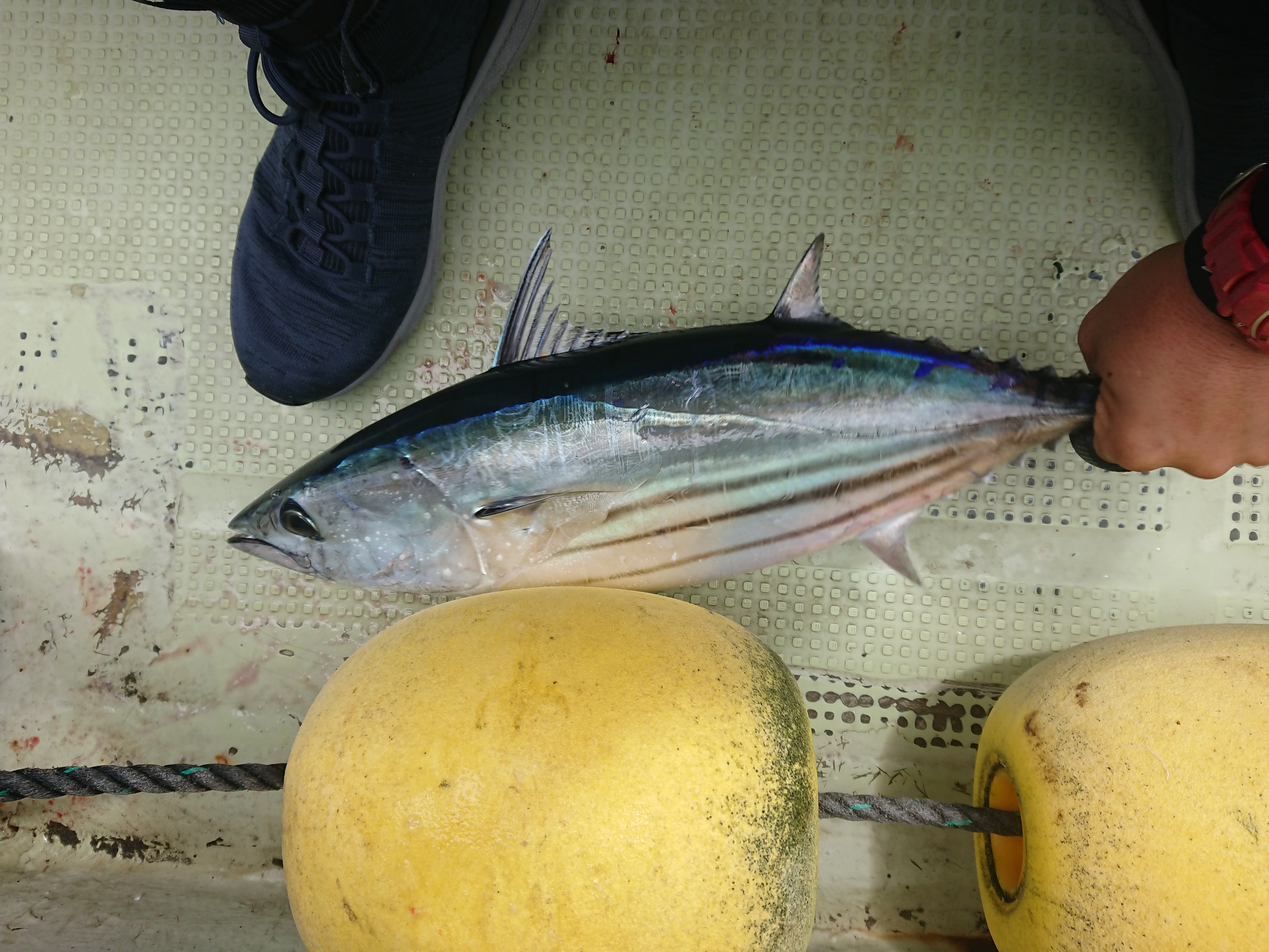 26年8月13日　相模湾コマセカツオ　本日初釣果