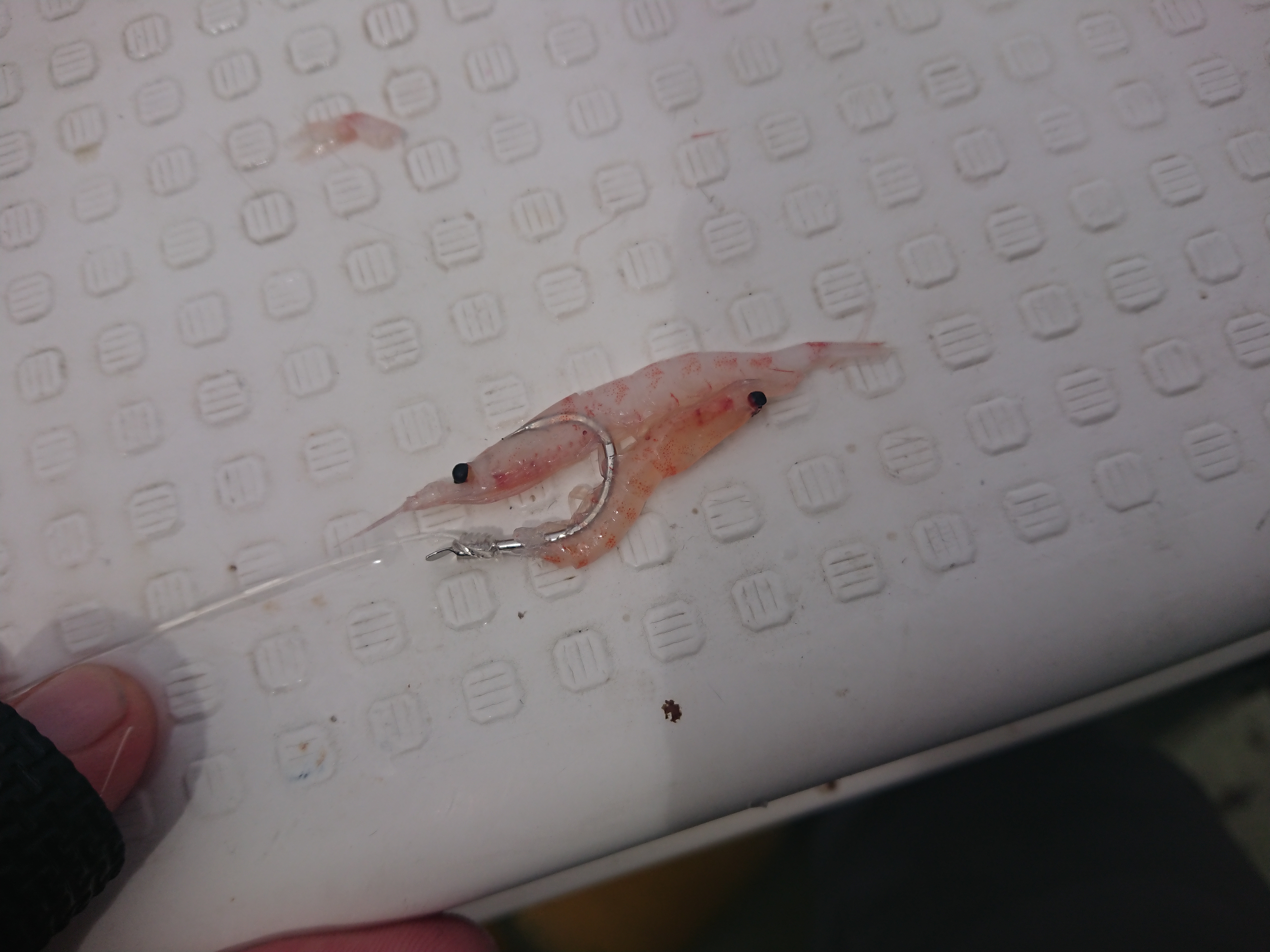 26年8月13日　相模湾コマセカツオ　付けエサ